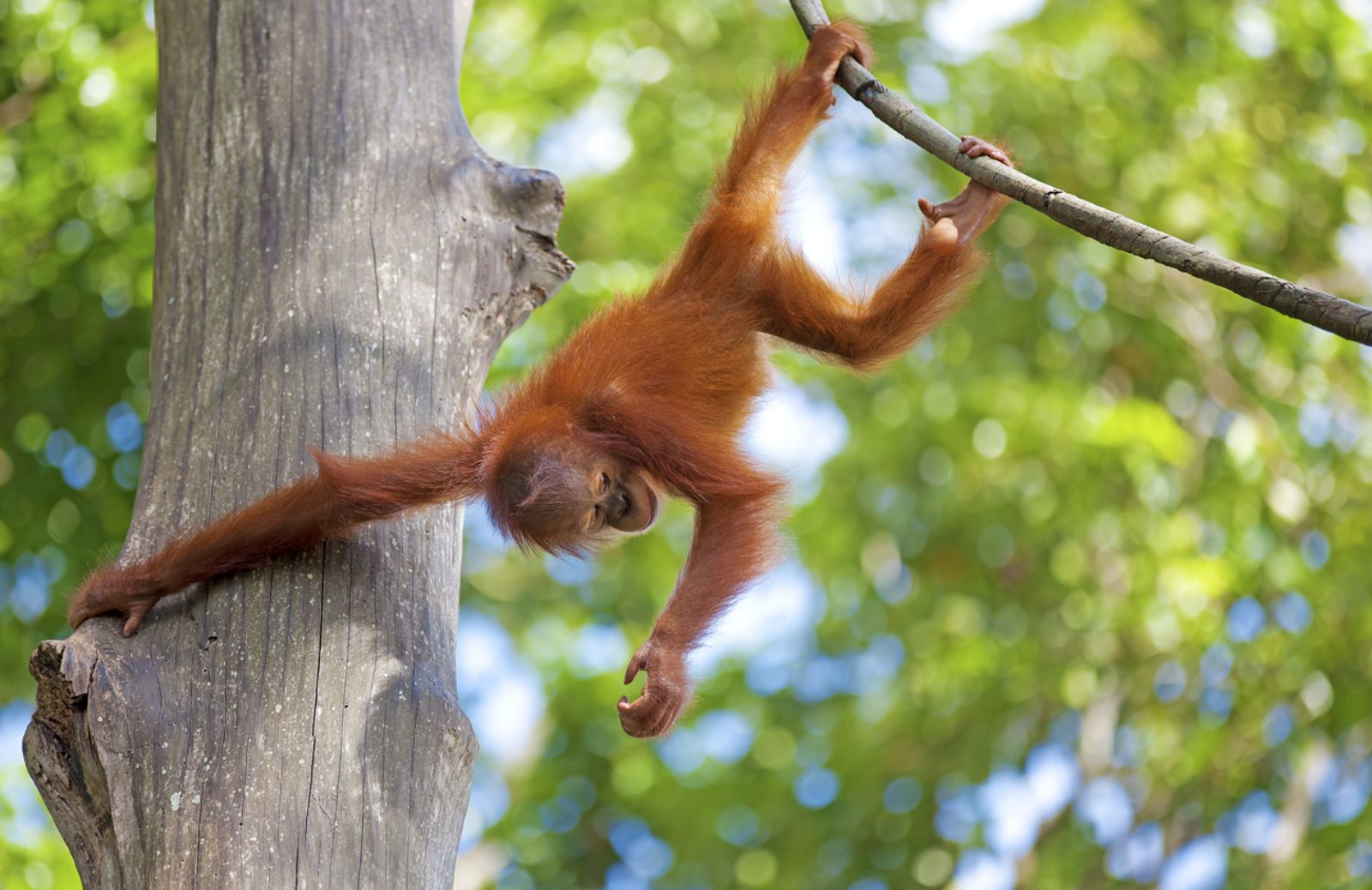 Habitat dell’orango a rischio: accusa alla P&G