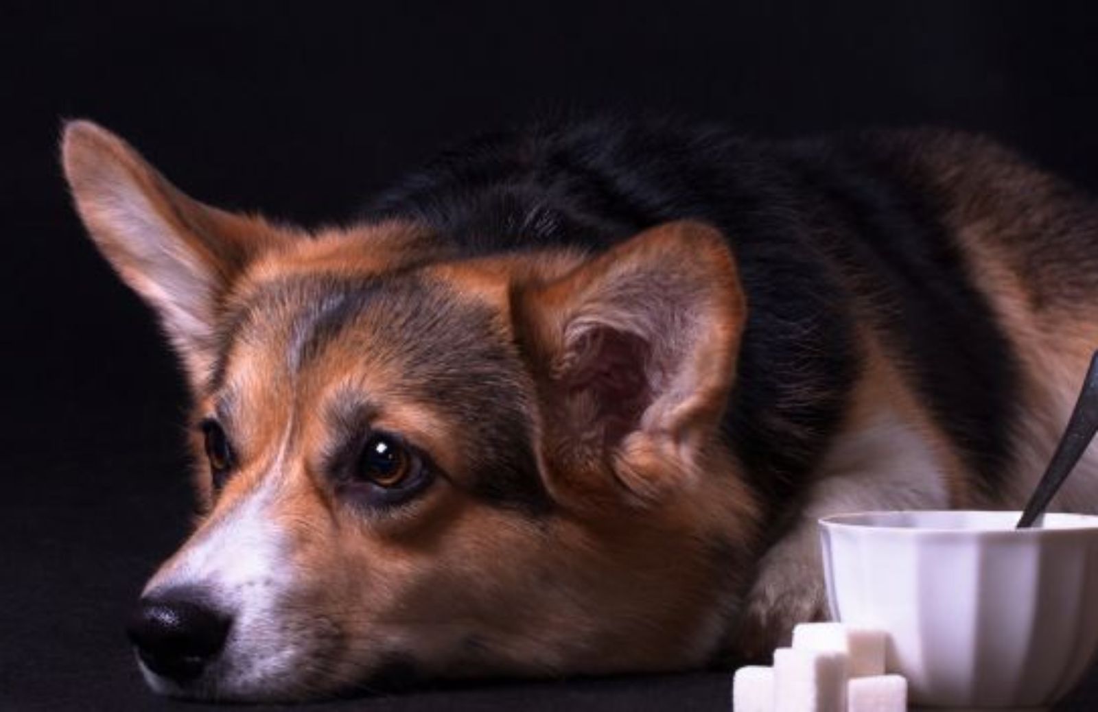 I vizi dei corgi di Elisabetta II svelati nell'ultima biografia della famiglia reale