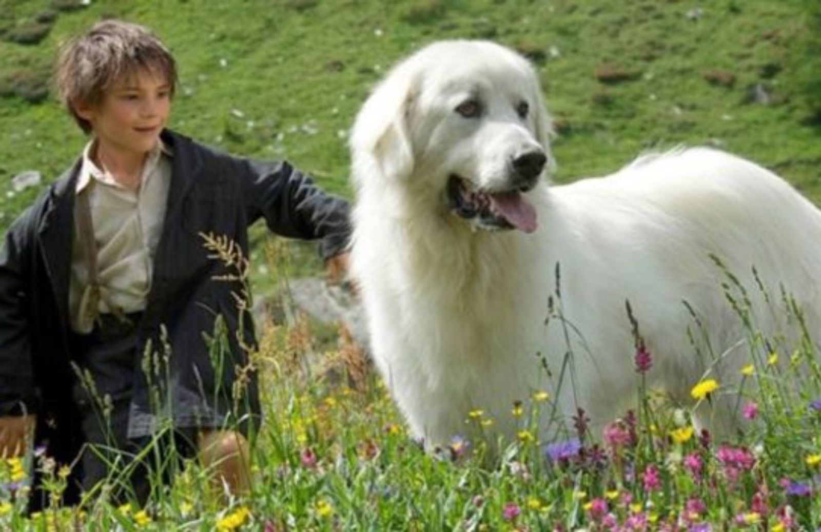 Il Cane da Montagna dei Pirenei, protagonista del film Belle & Sebastien