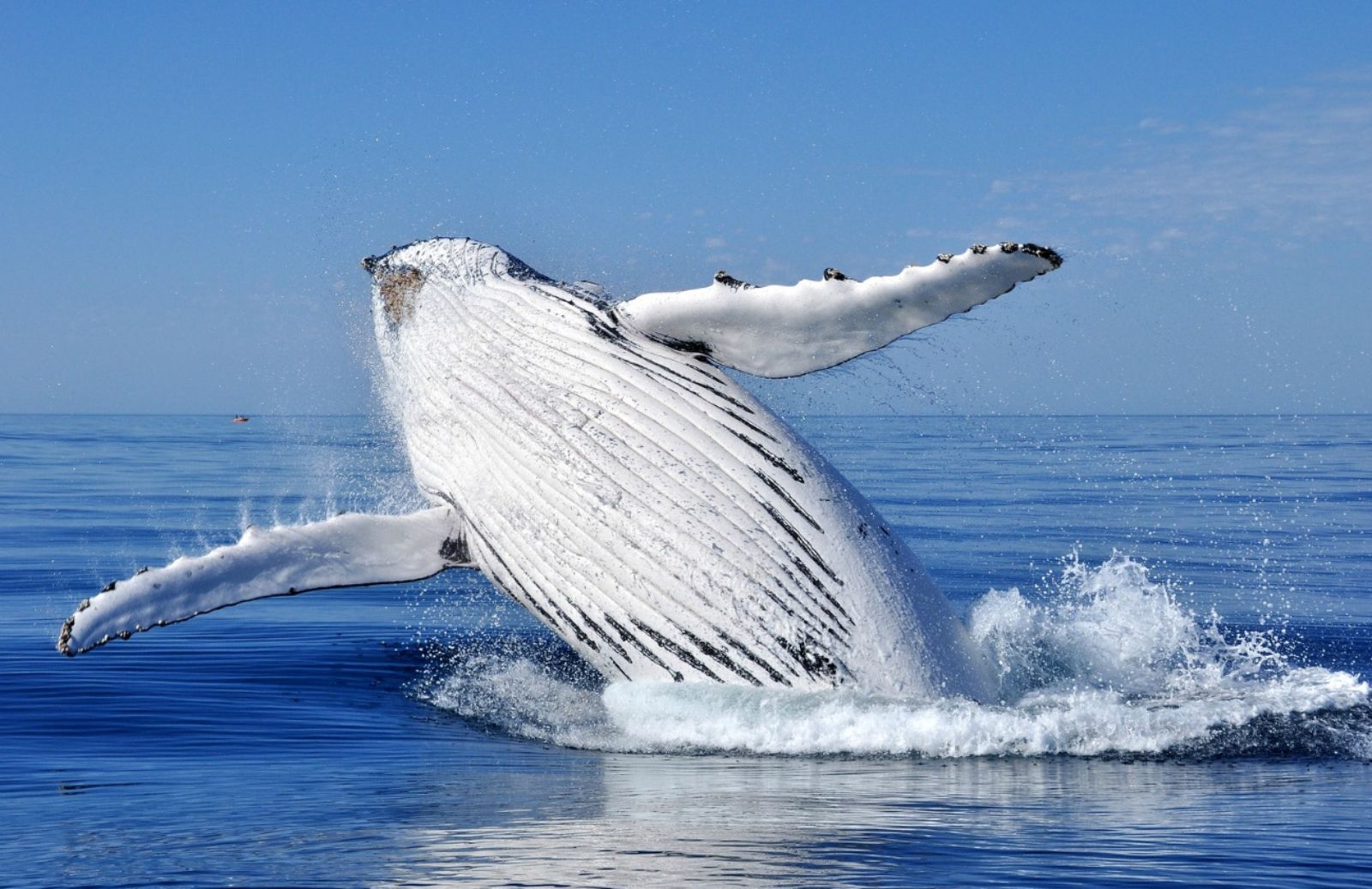 Il Giappone riprende la caccia alle balene a marzo 2016