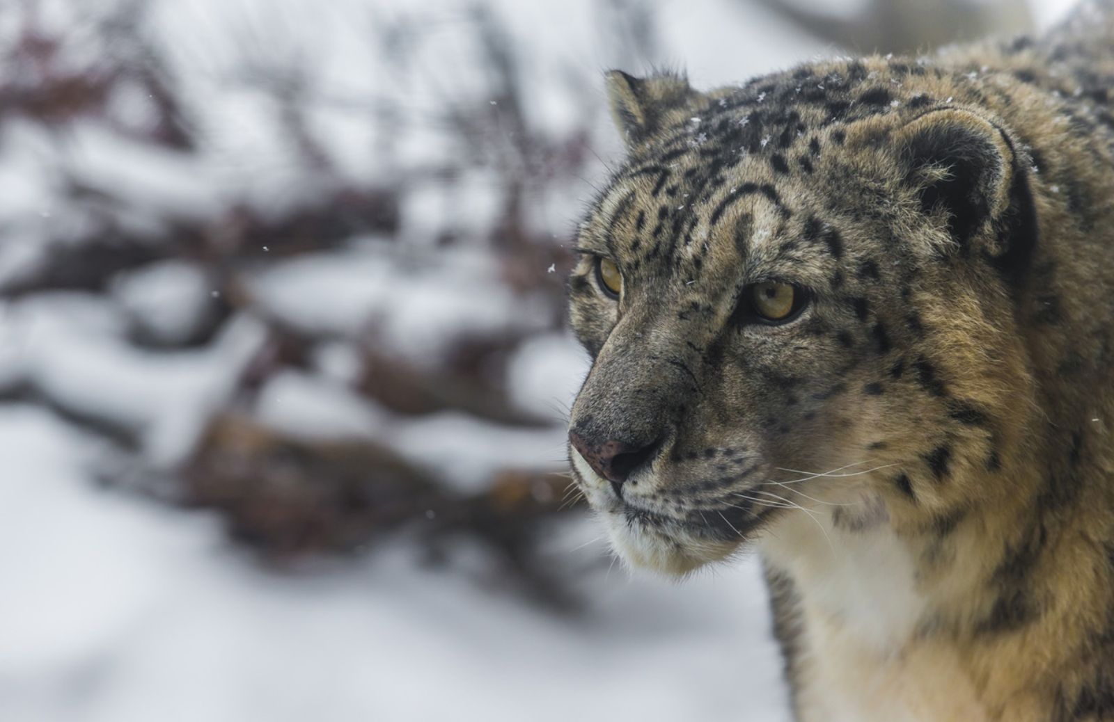 Il leopardo delle nevi rischia di sparire per il troppo caldo