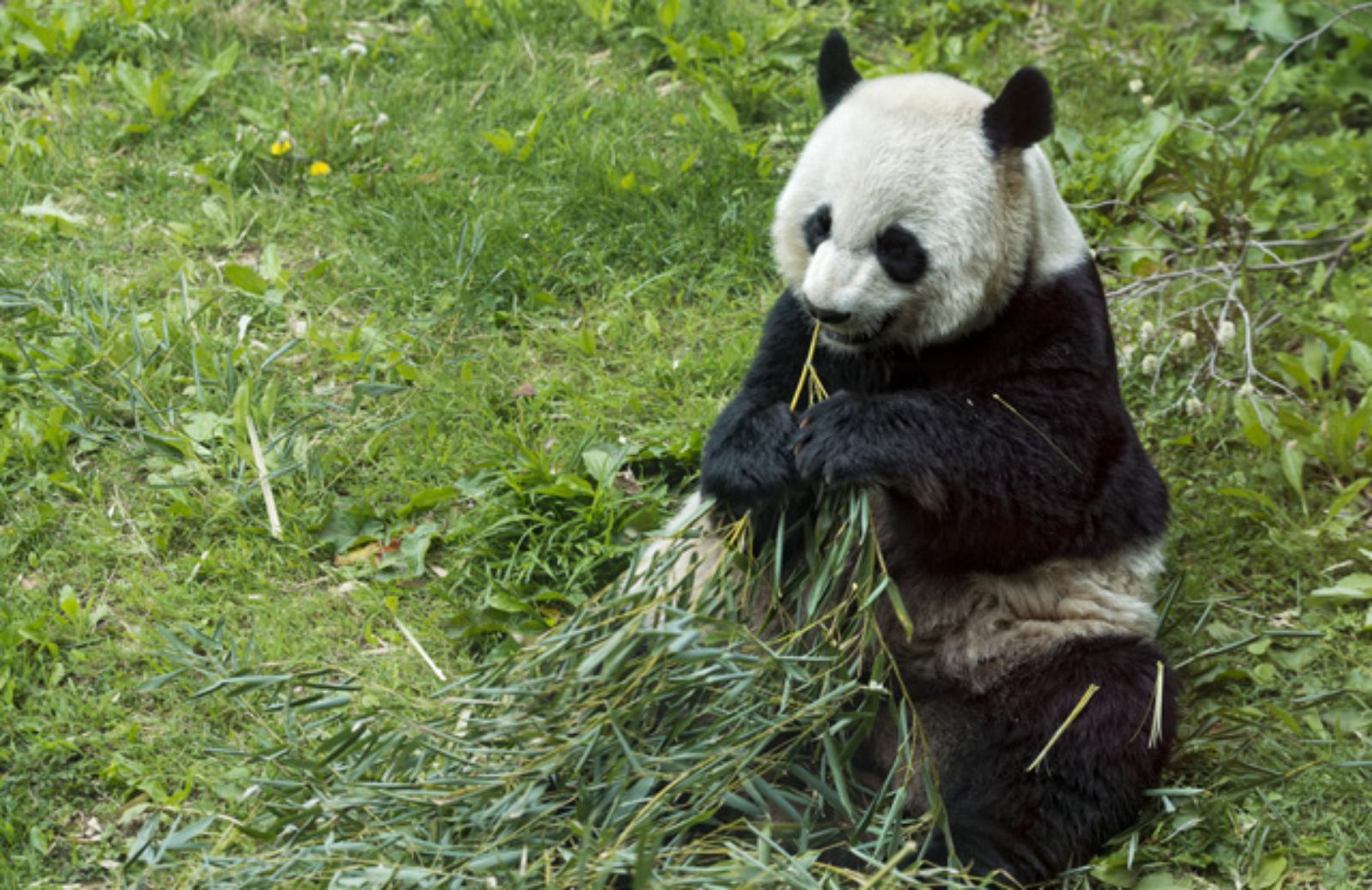 Il panda gigante e la distruzione di 1300 ettari di foresta