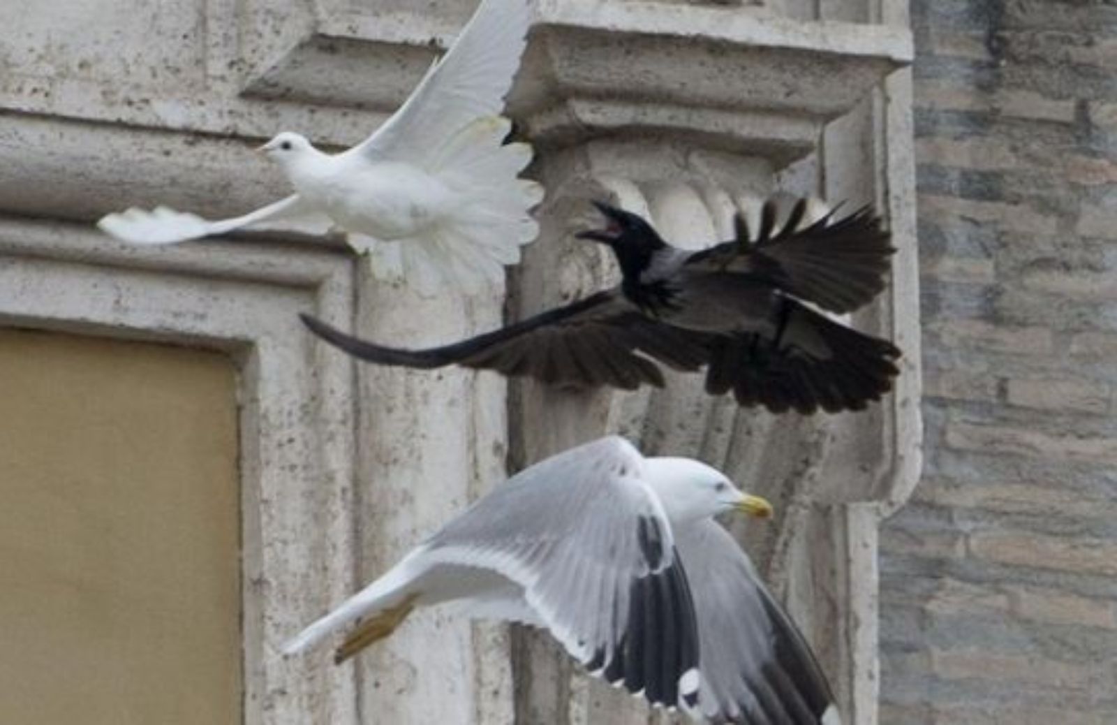 Il perché dell'attacco alle colombe liberate dal Papa