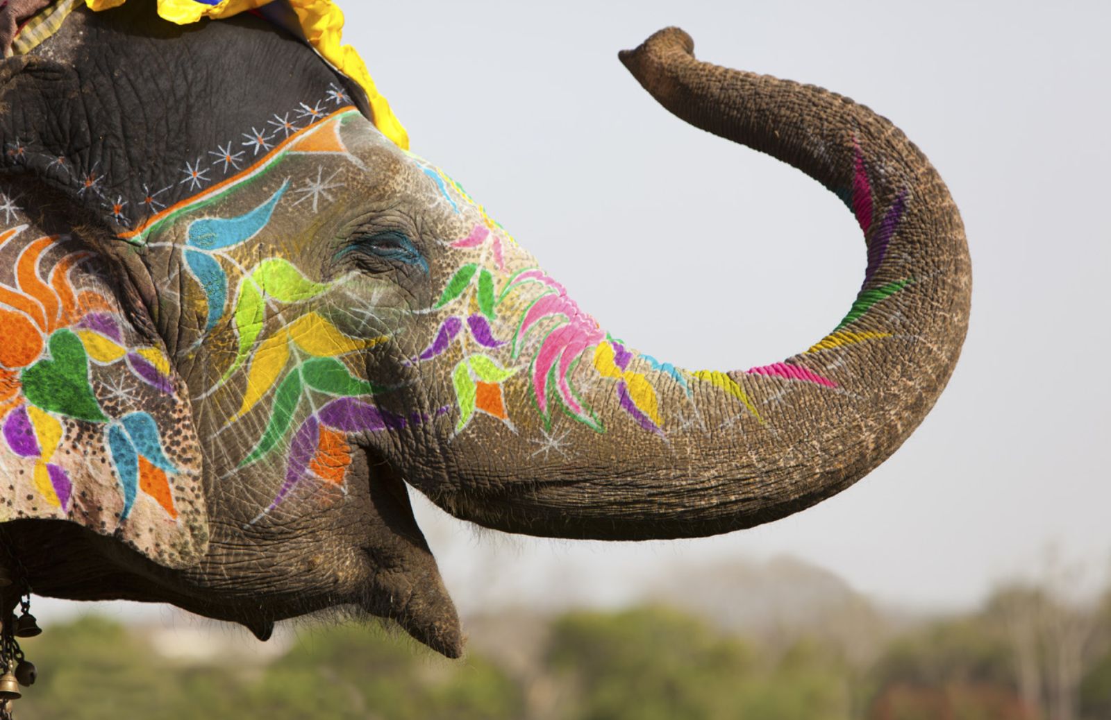 Il turismo minaccia gli elefanti del sud est asiatico 