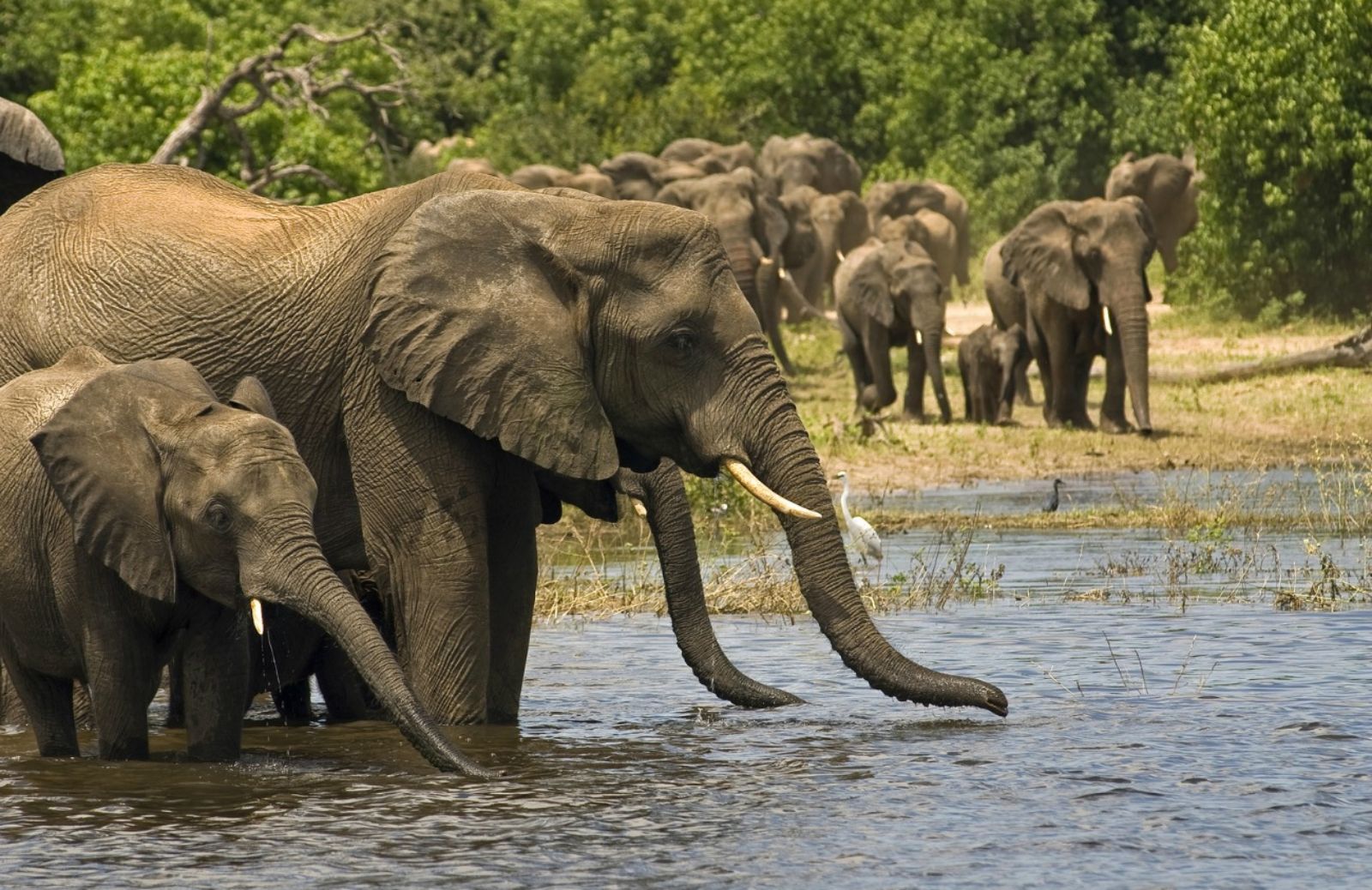 In Africa ogni anno vengono uccisi 30.000 elefanti 