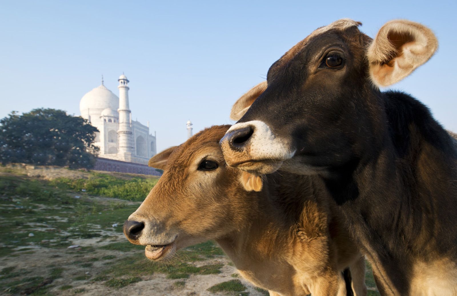 In India aumentano i rifugi per mucche in pensione