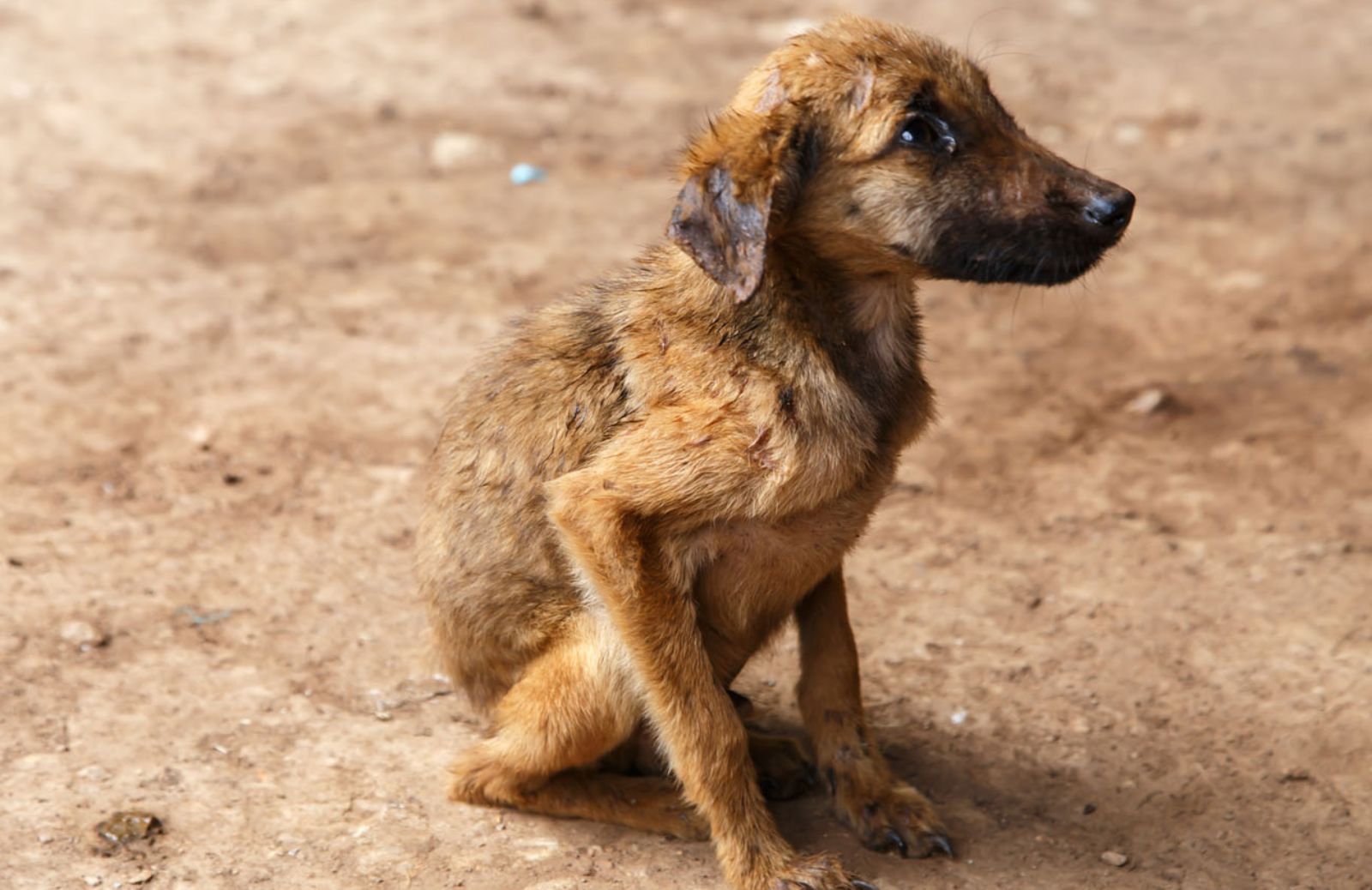 In Norvegia arriva la Polizia per i diritti degli animali