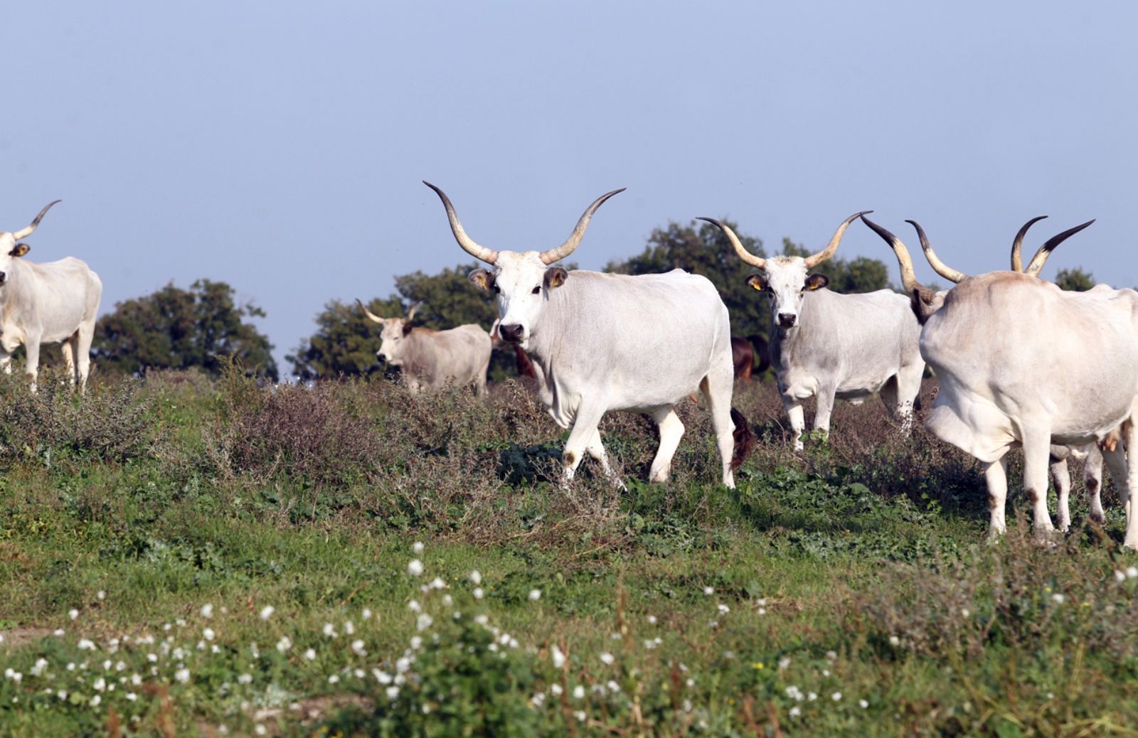 L’India vieta le corse con i buoi