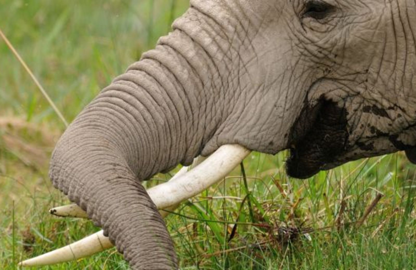 La Cina ha distrutto sei tonnellate di avorio di elefante