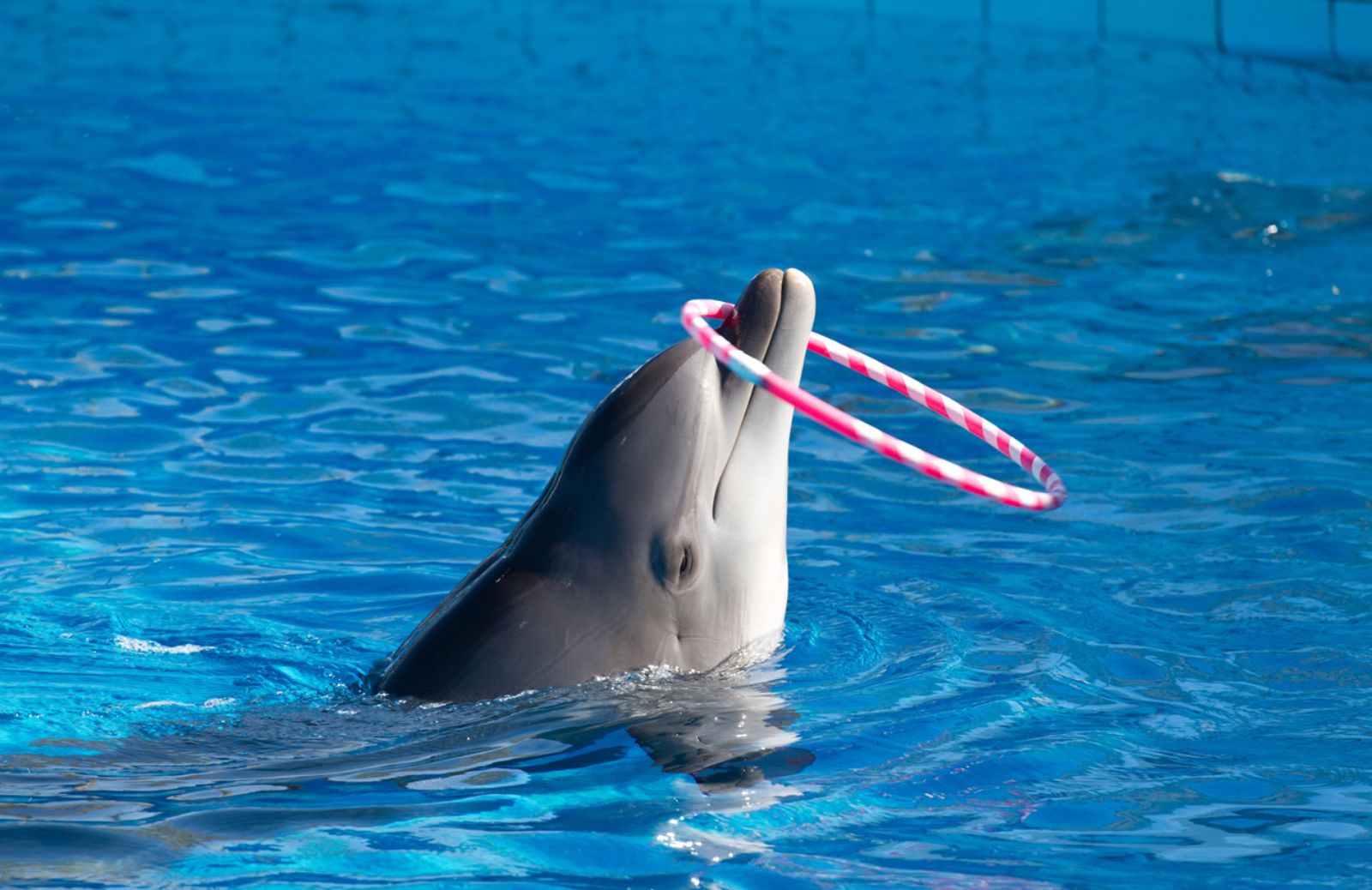 Le associazioni d'Europa per restituire i cetacei prigionieri al mare