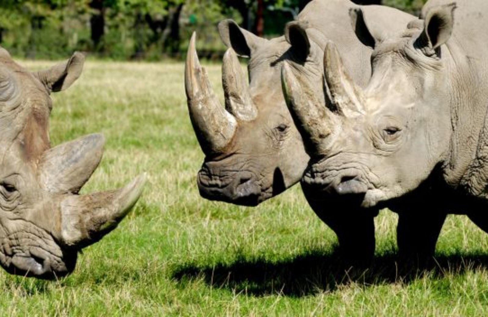 Licenza di uccidere: i rinoceronti neri all’asta