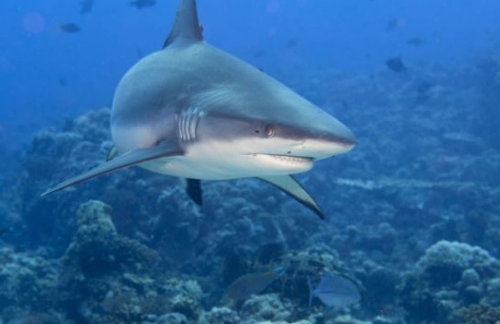 Lo squalo bianco può vivere fino a 70 anni