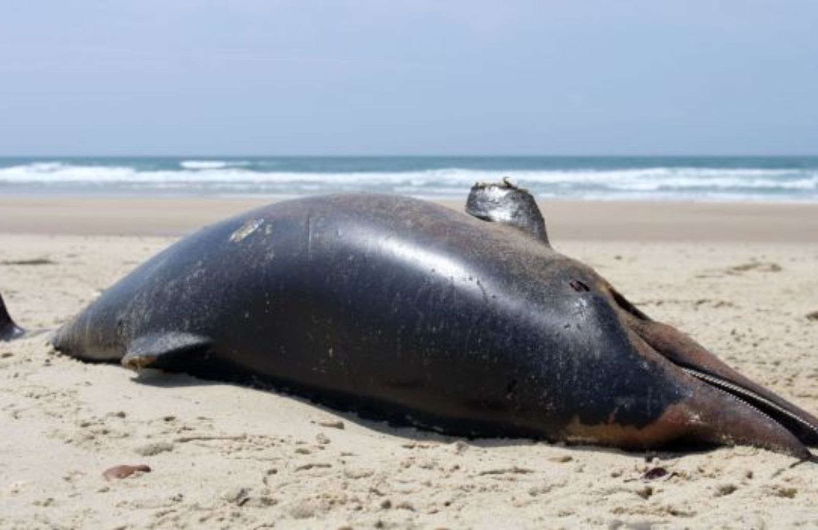 Maxisequestro di carne di delfino a Taiwan