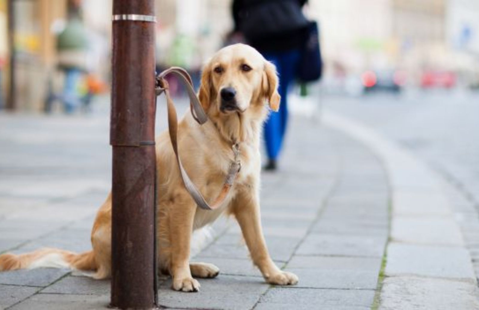 Nel 2013 più di 60mila cani abbandonati 