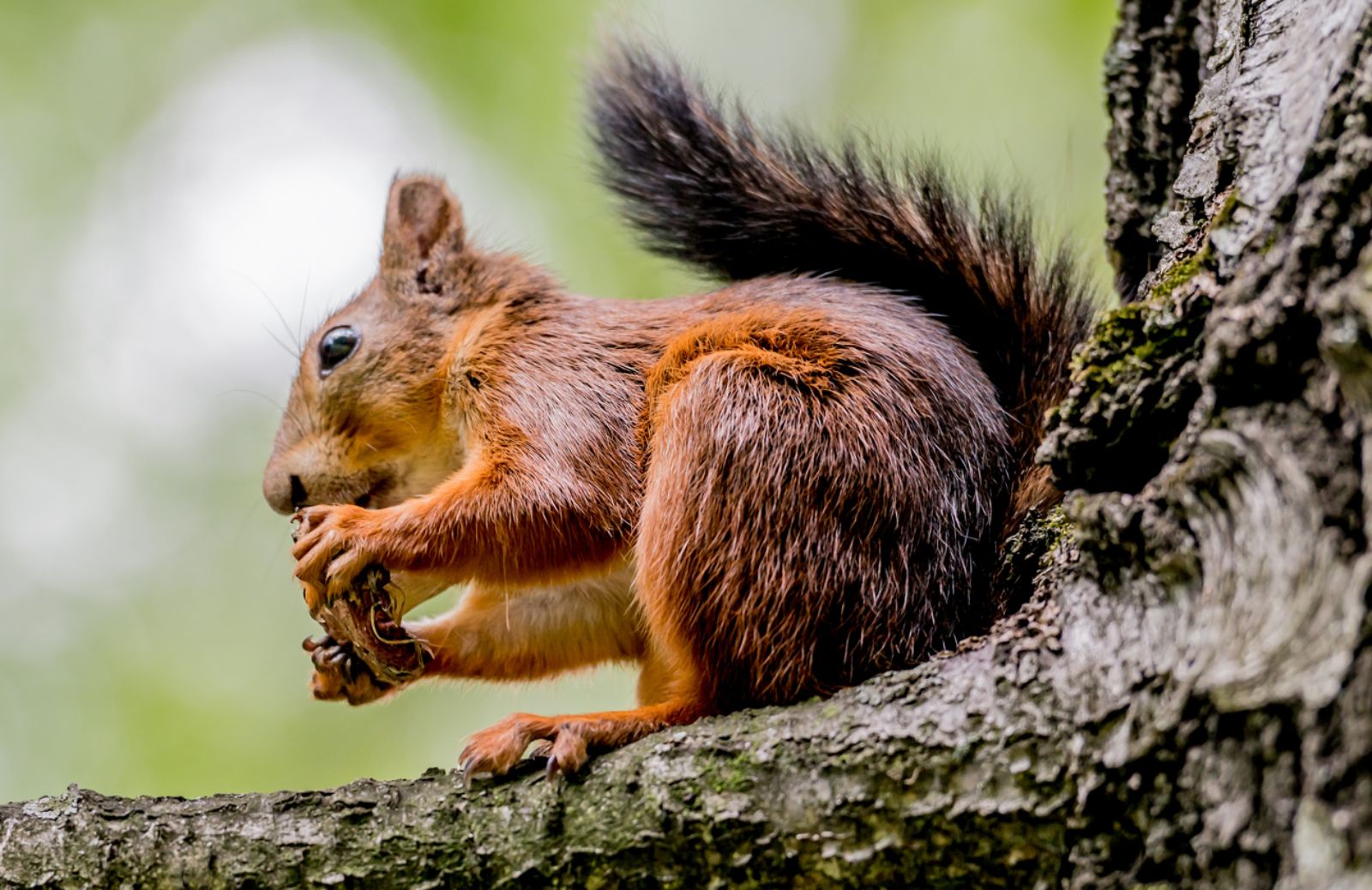 Nuove regole Ue contro le specie invasive 