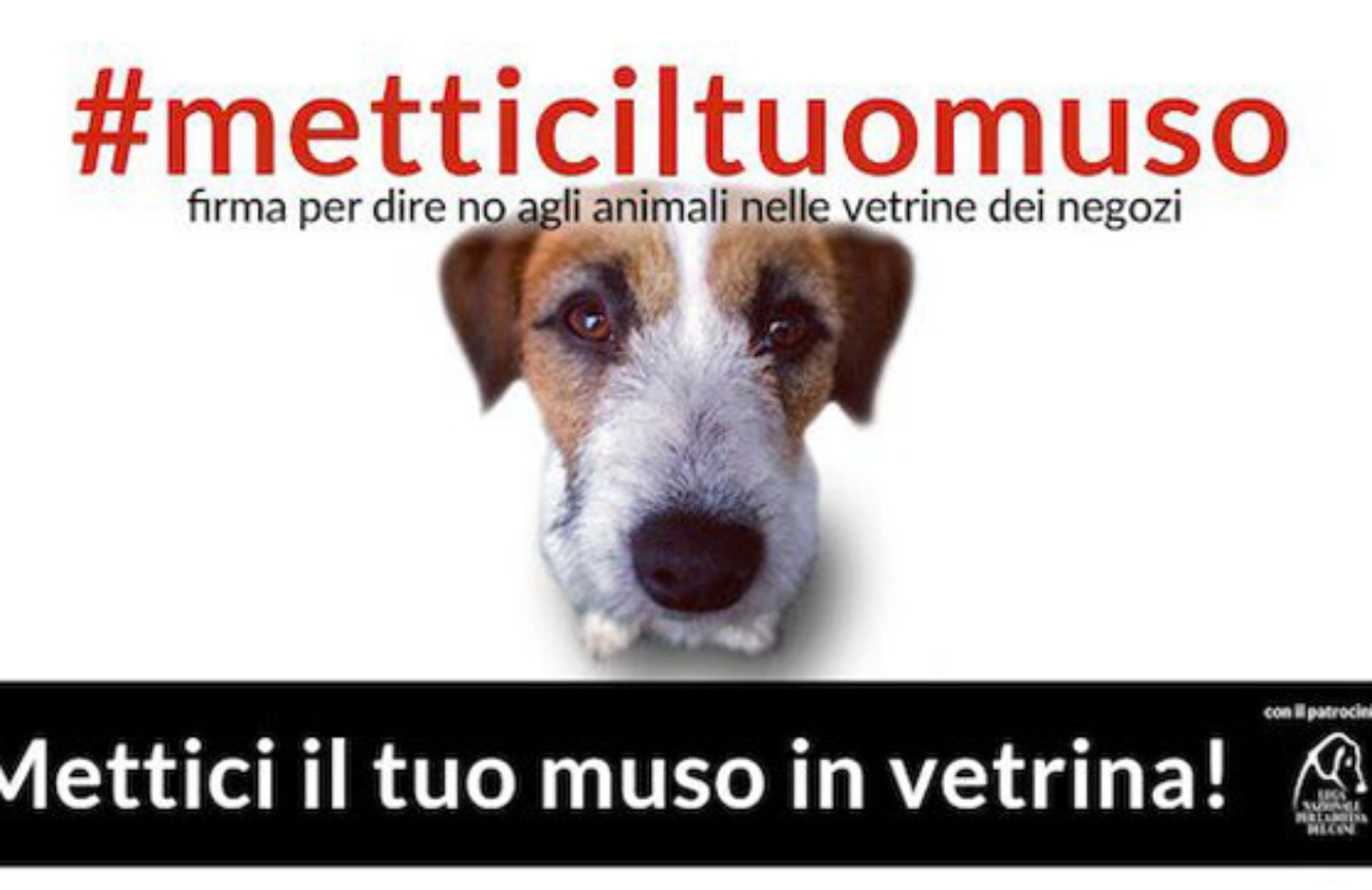 Puppy Bill Mill: mai più animali venduti nei negozi