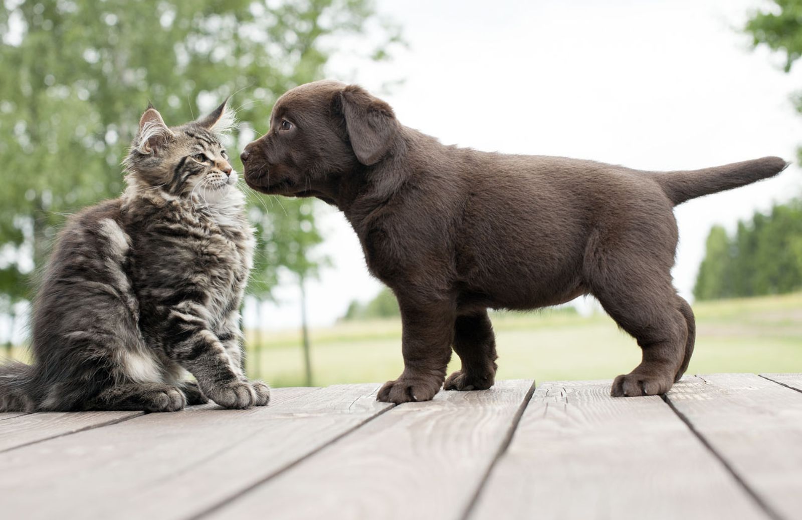 Quali sono le città italiane più pet friendly 