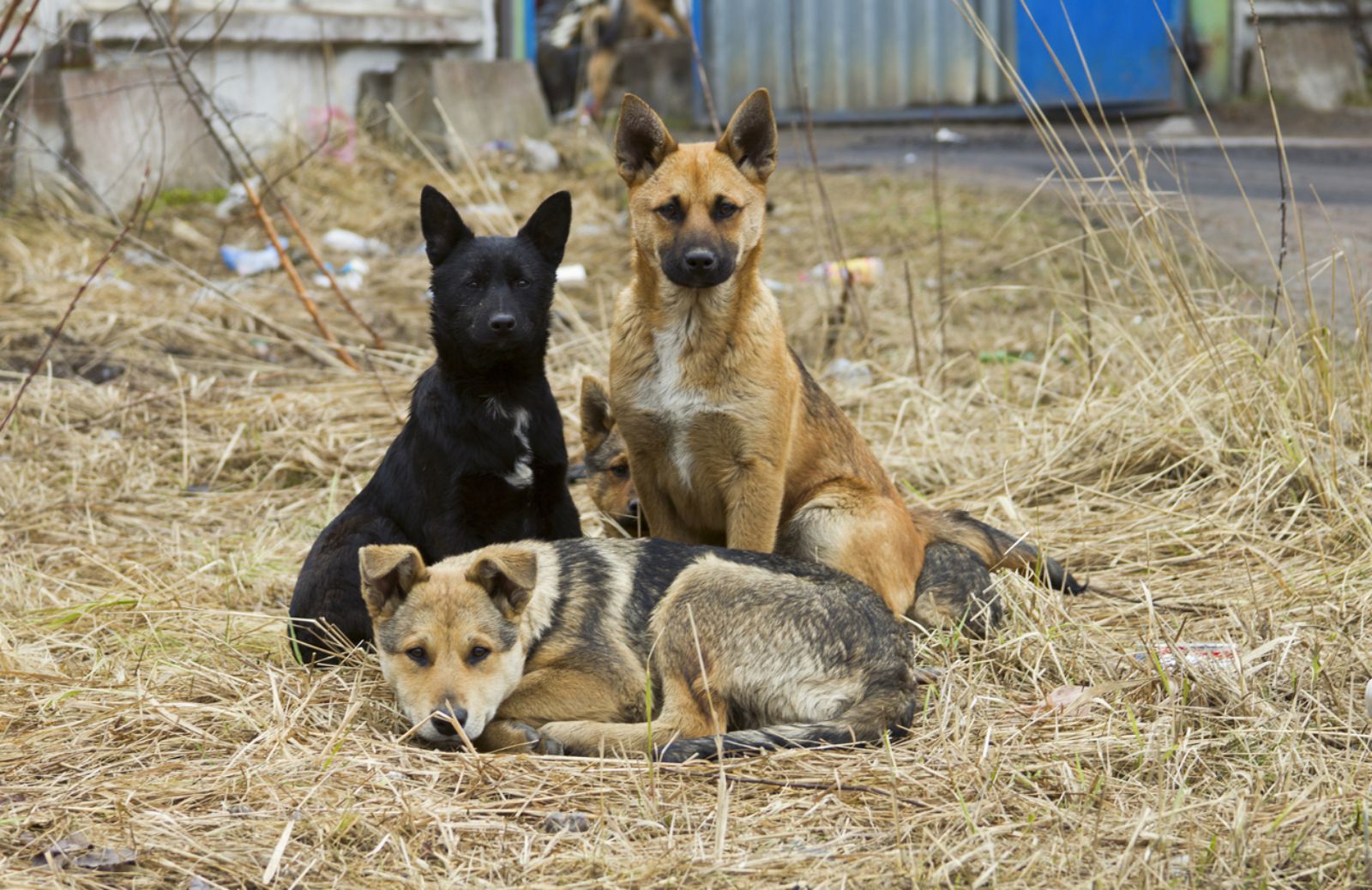 Rapporto Zoomafia 2014: il traffico di cani e di fauna selvatica