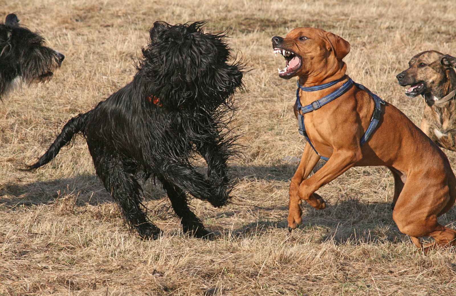Rapporto zoomafia 2014: il combattimento fra cani 