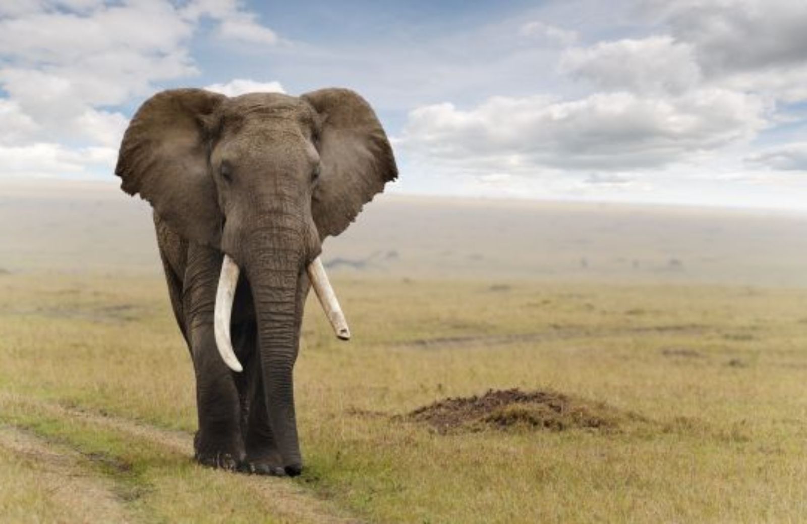 Record di sequestri d'avorio: elefanti a rischio estinzione 