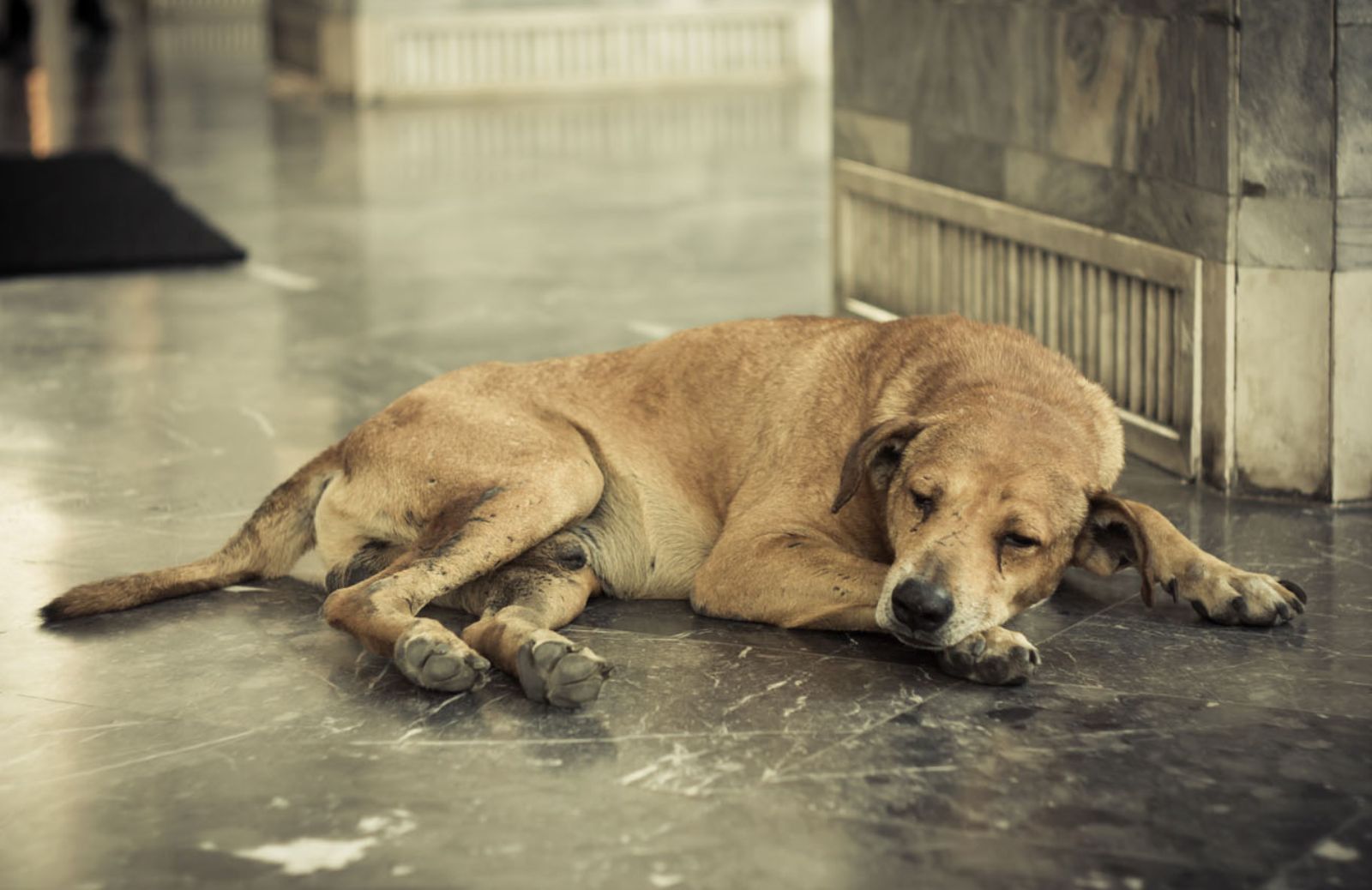 Retromarcia sulla depenalizzazione dei reati a danno di animali