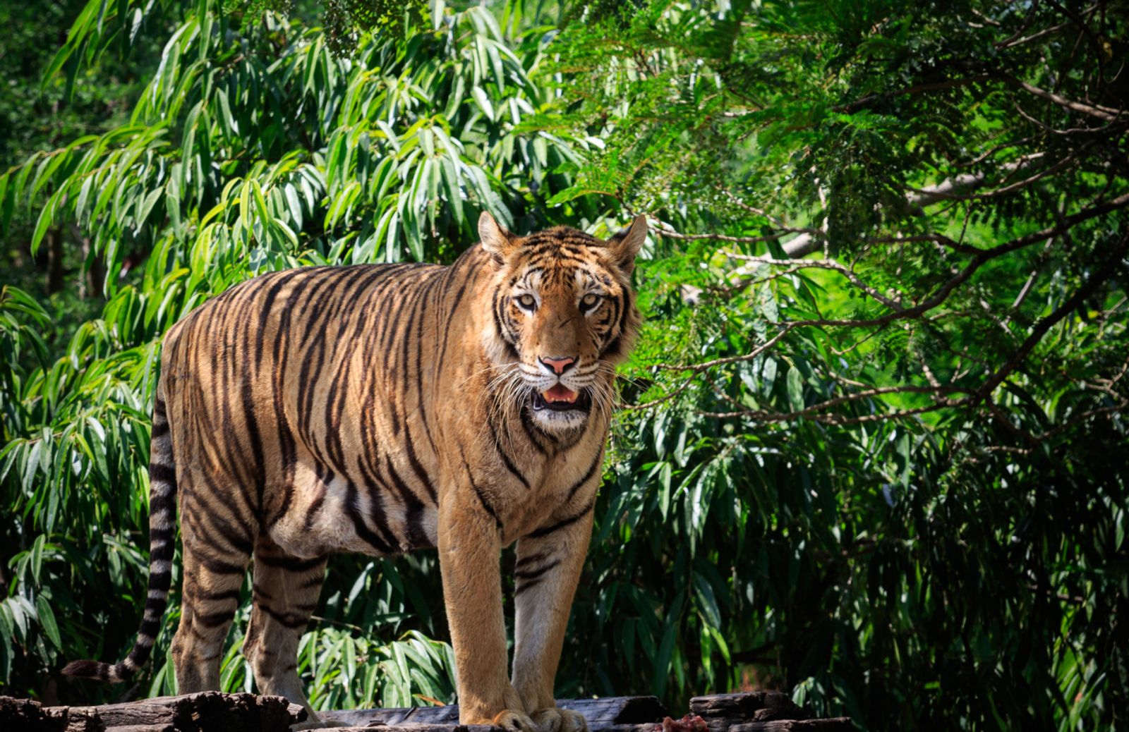 SOS bracconieri: in India è allarme per le tigri 
