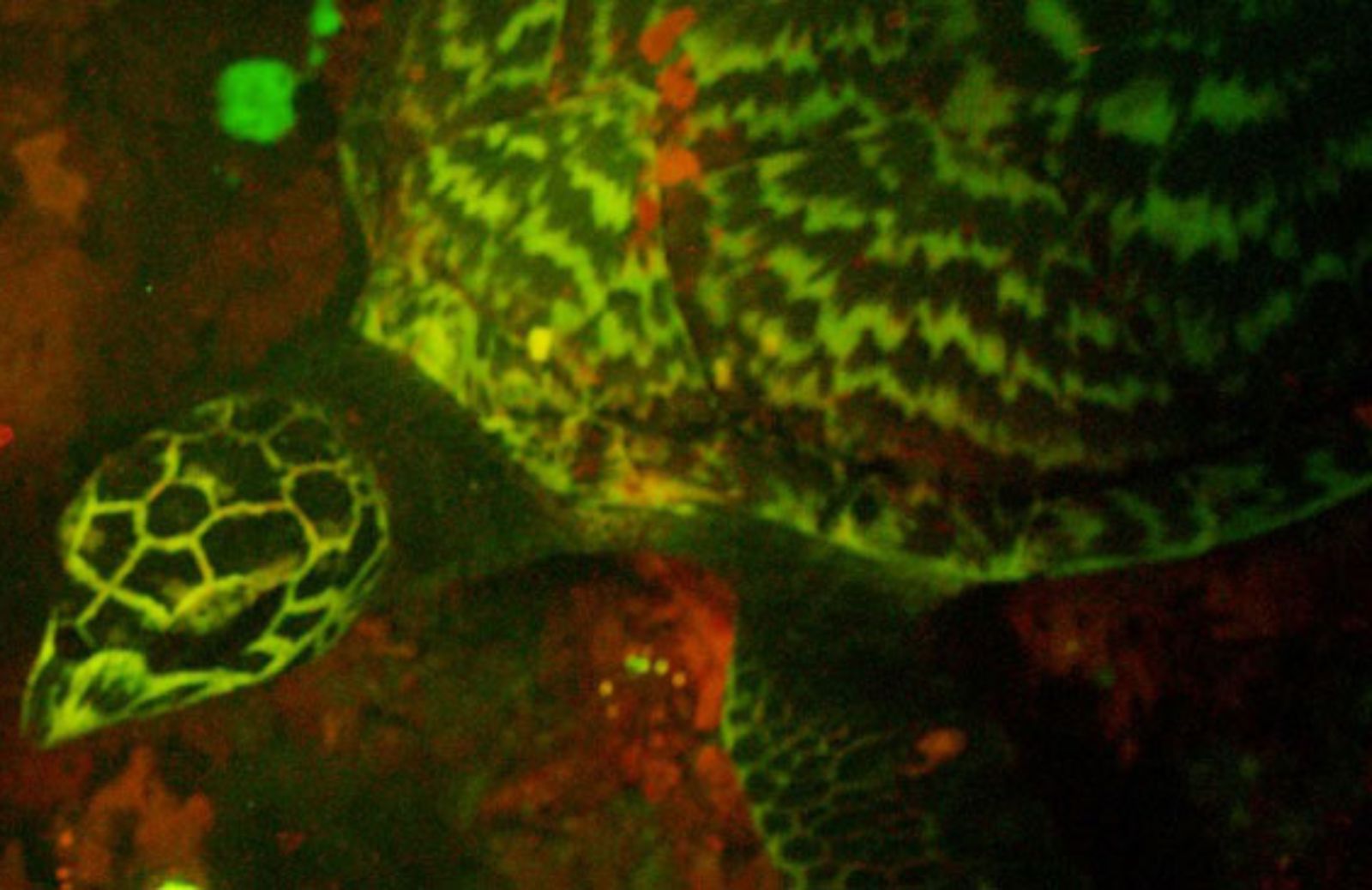 Scoperta la prima tartaruga marina biofluorescente