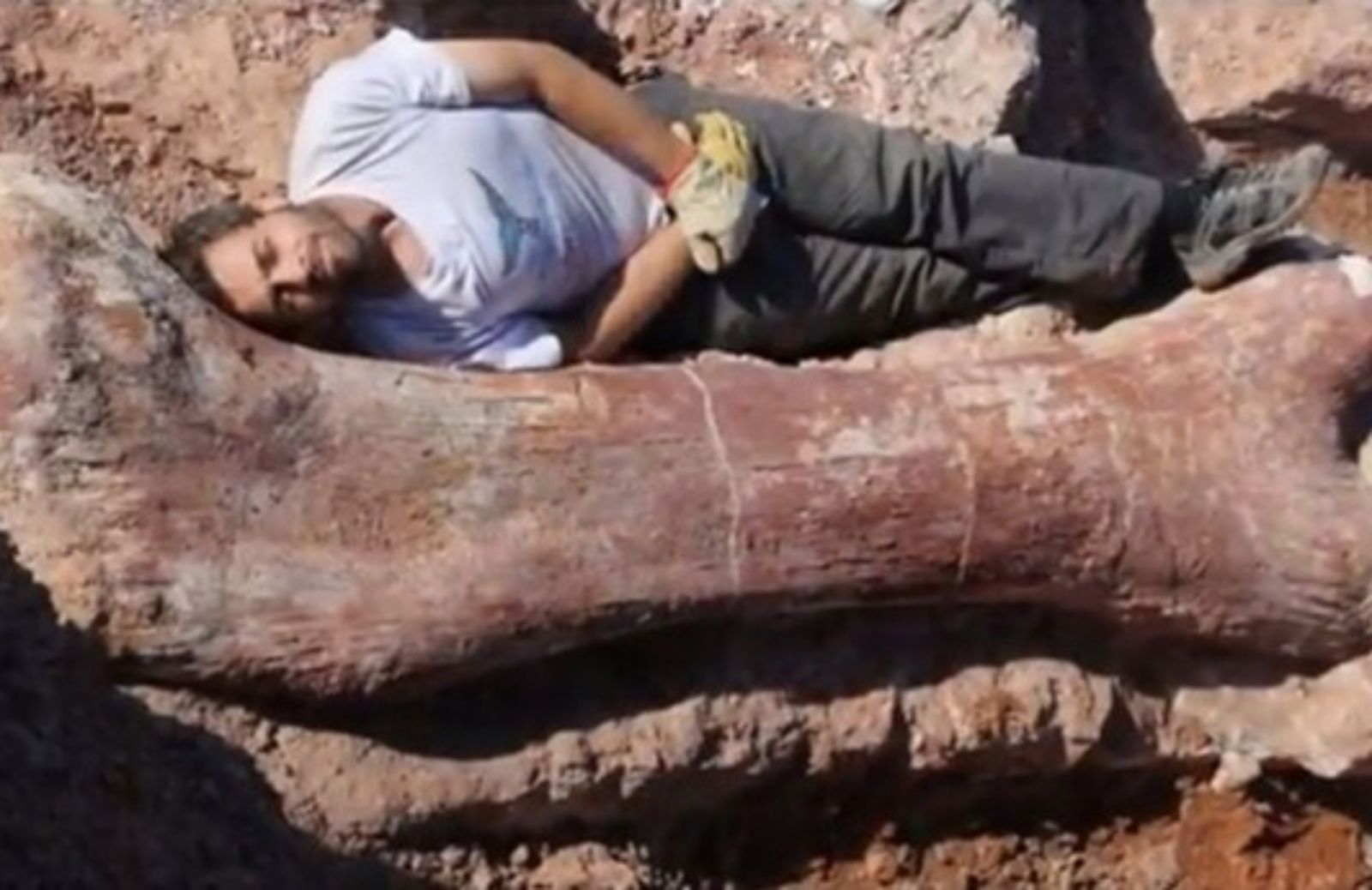 Scoperti in Patagonia i resti del dinosauro più grande del mondo