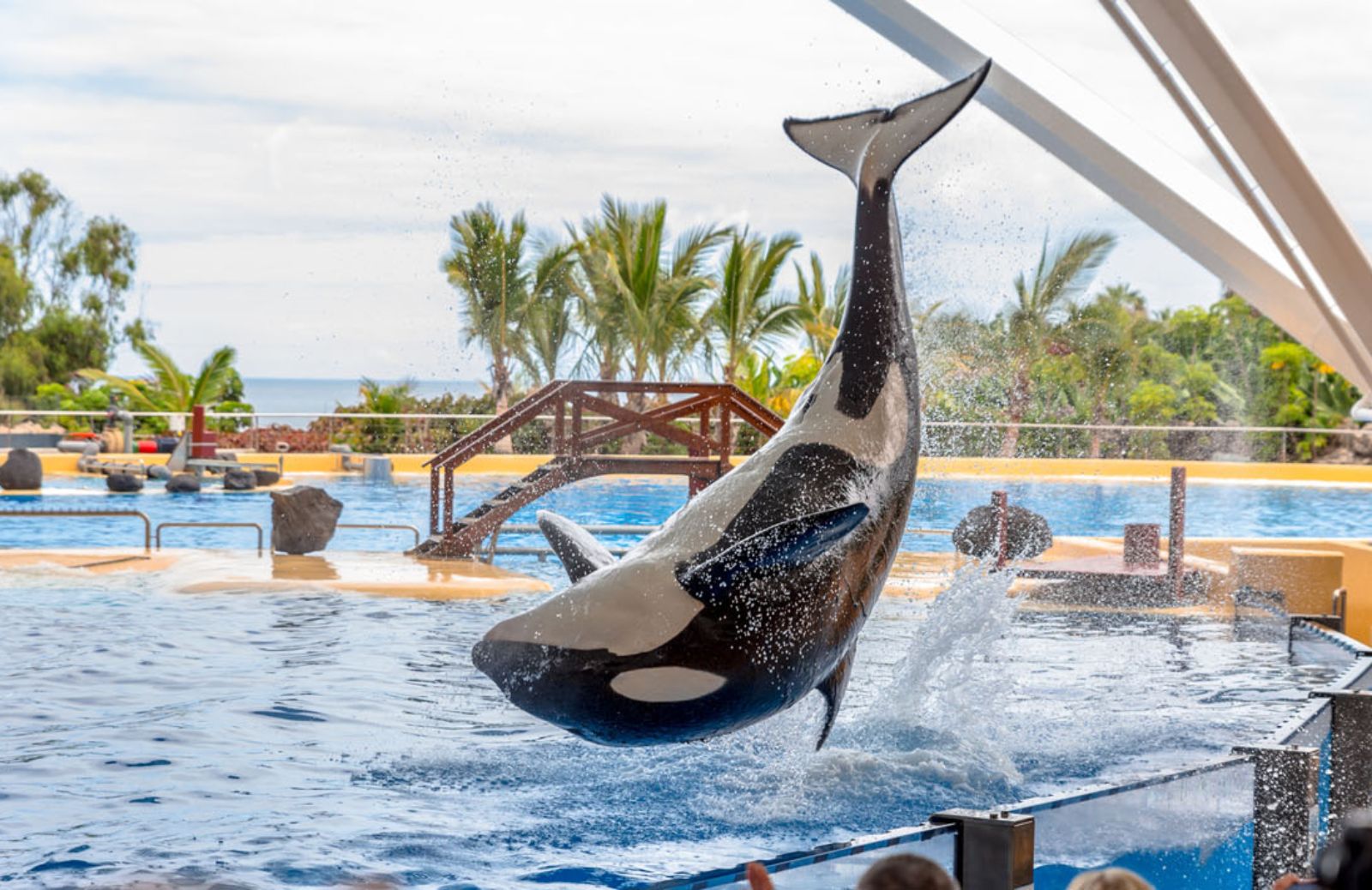 Stop agli spettacoli con le orche a SeaWorld