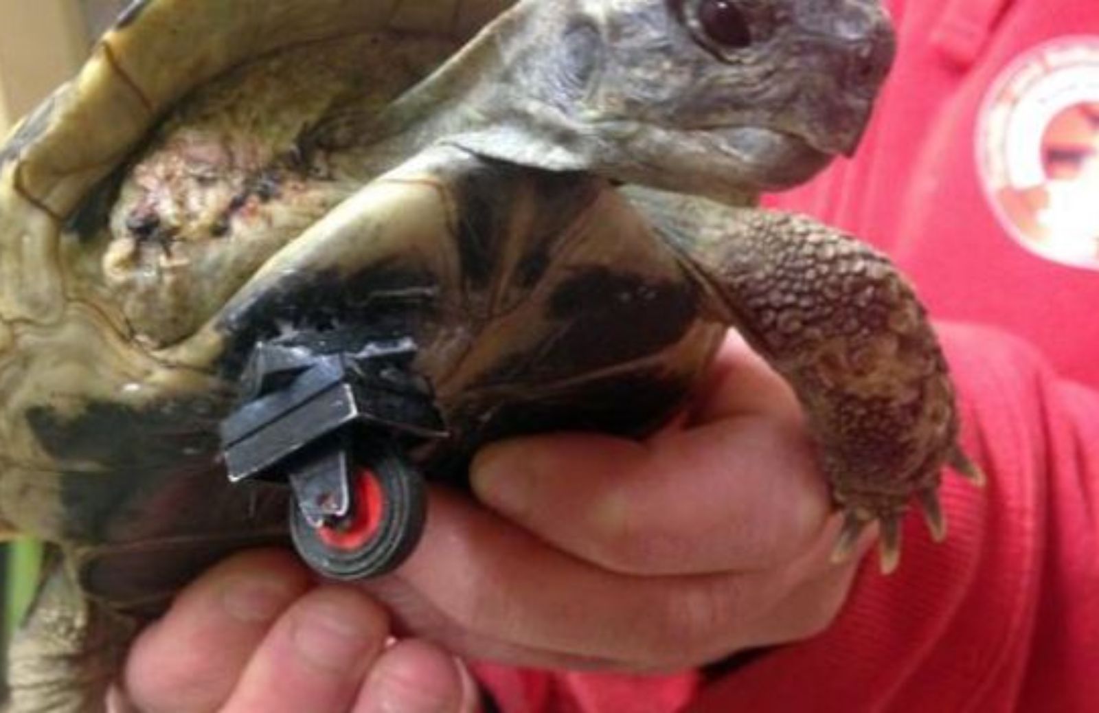 Tartaruga tripode curata con una rotellina della Lego
