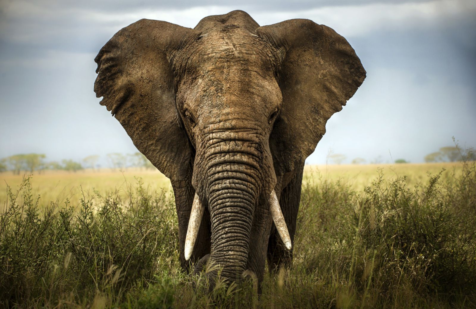 Ucciso dai bracconieri Satao il più vecchio elefante d'Africa 