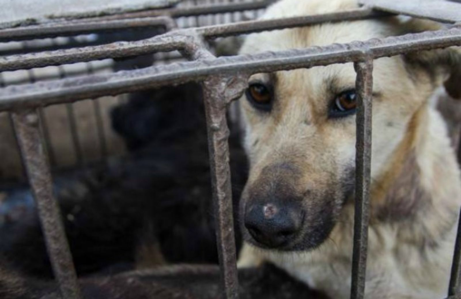 Video denuncia sul commercio di pellicce di cane in Cina 