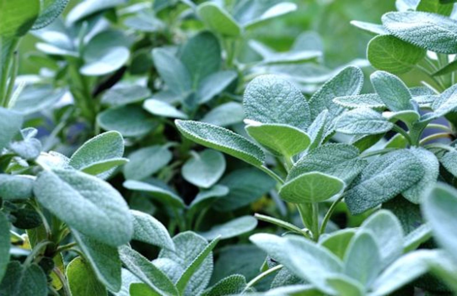 Come sfruttare la Salvia in cucina e non solo