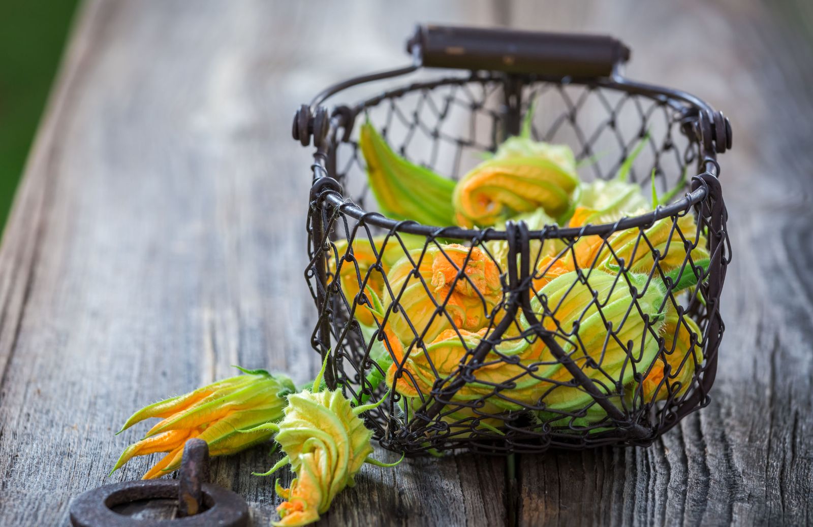 Come fare la parmigiana ai fiori di zucca