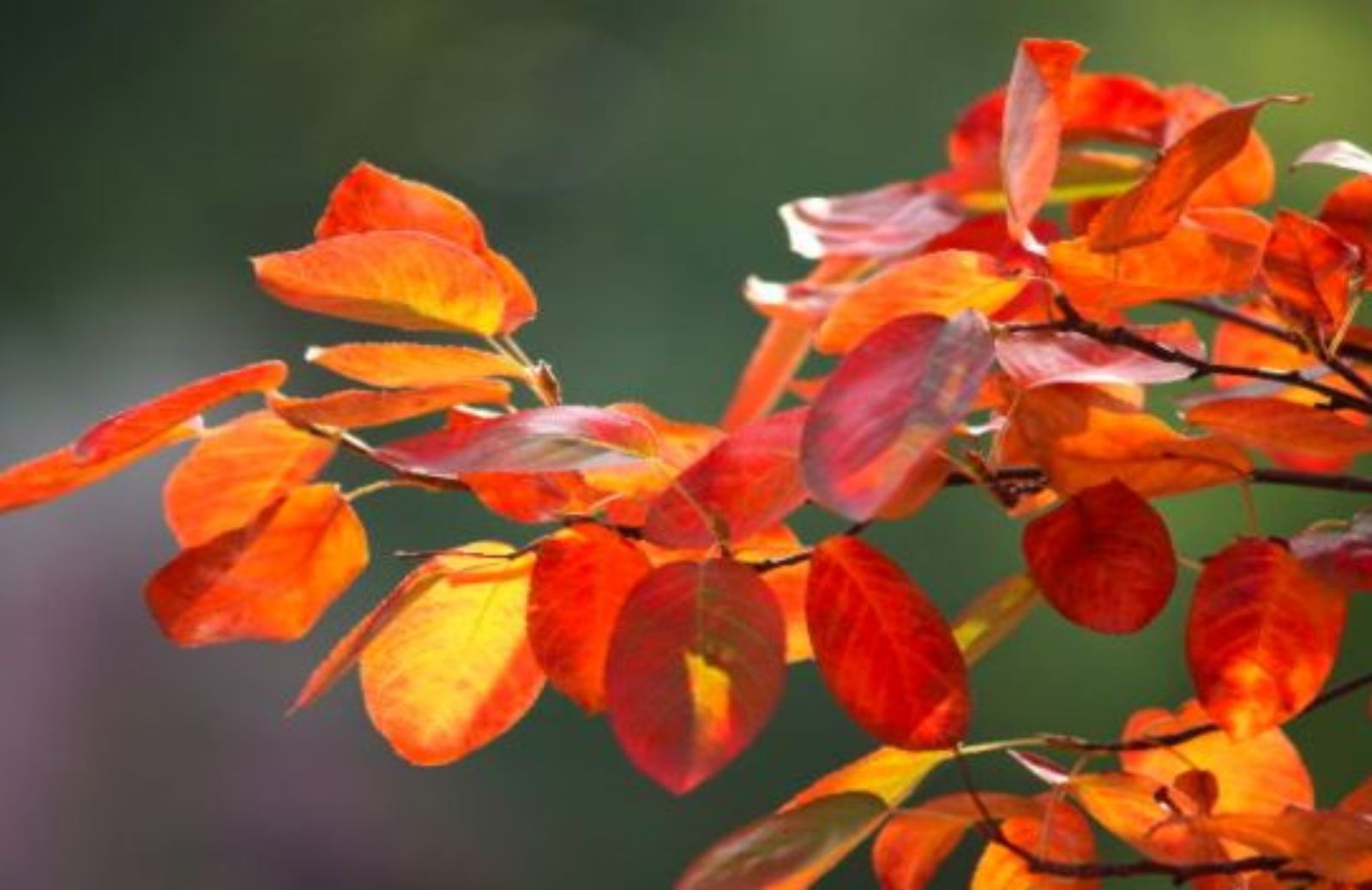 Come preparare uno spezzatino autunnale