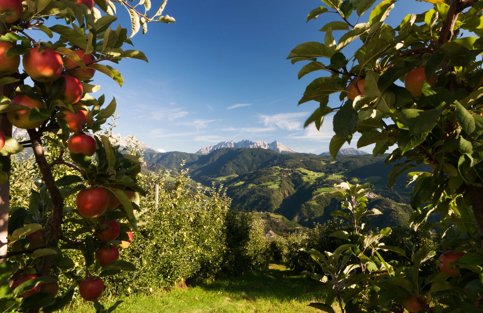 Dagli alberi alla tavola: tutto sulla lavorazione delle mele