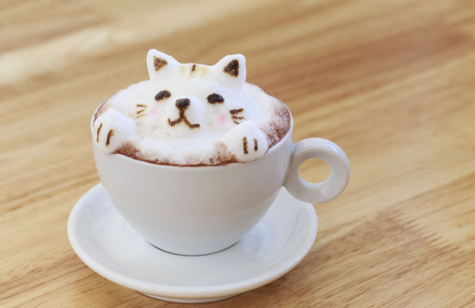 Tendenza Cat Cafè: dal Giappone a Torino, Roma e Milano