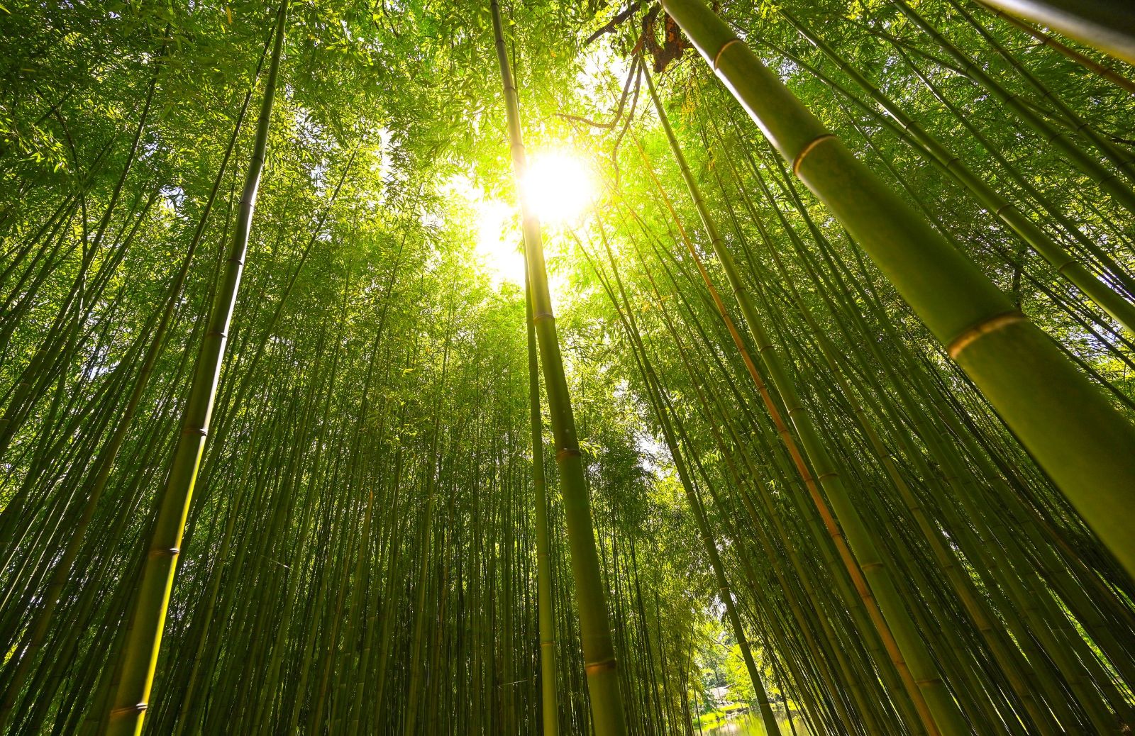 Bambù, materiale ecologico per la casa: caratteristiche 