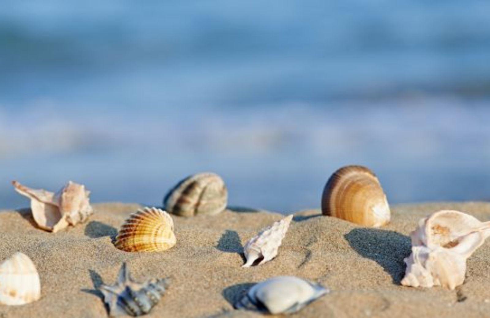 Come creare con le conchiglie: bijoux, decorazioni e oggetti