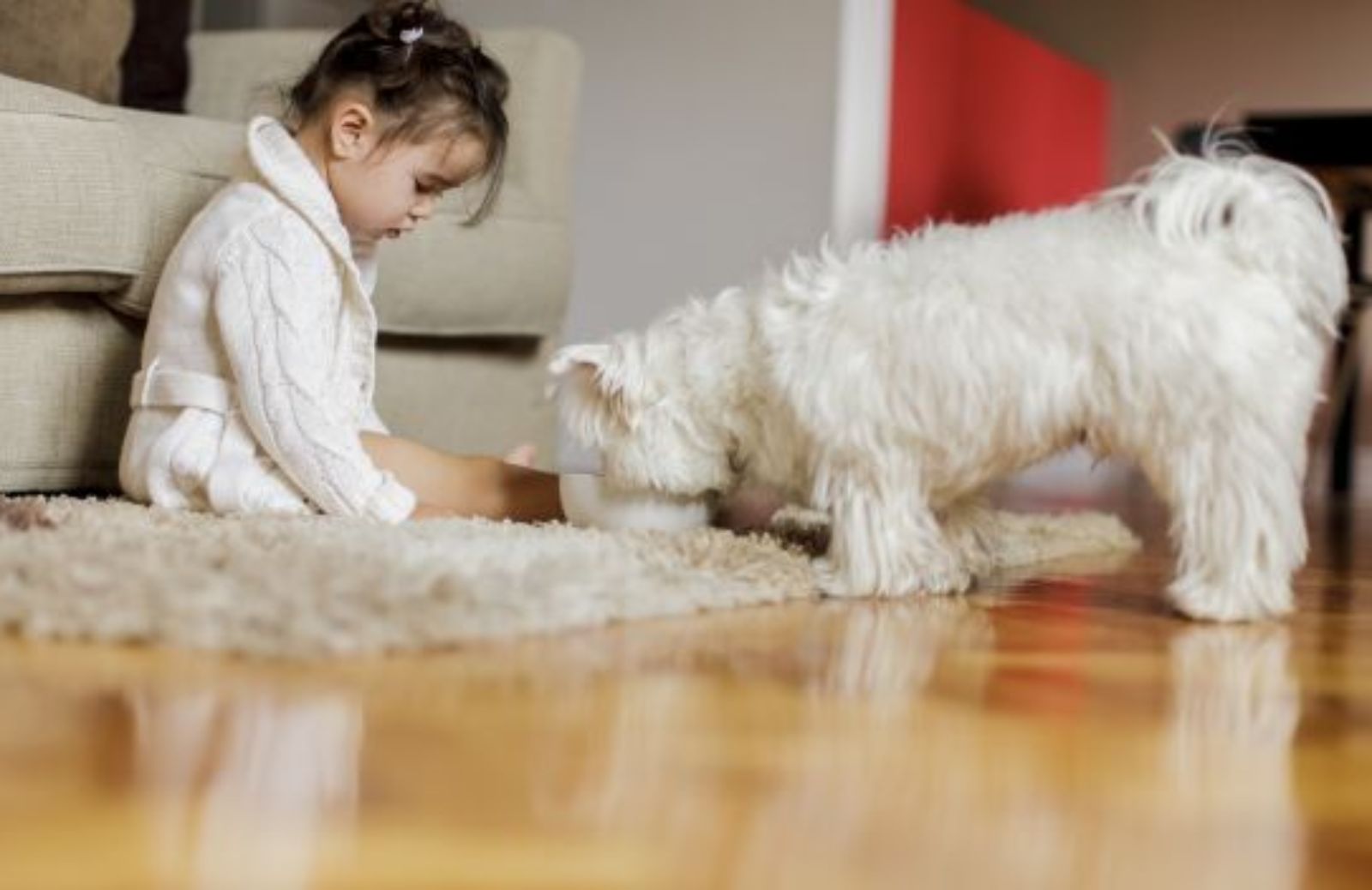 Come difendersi da contaminanti biologici: gli allergeni degli animali domestici