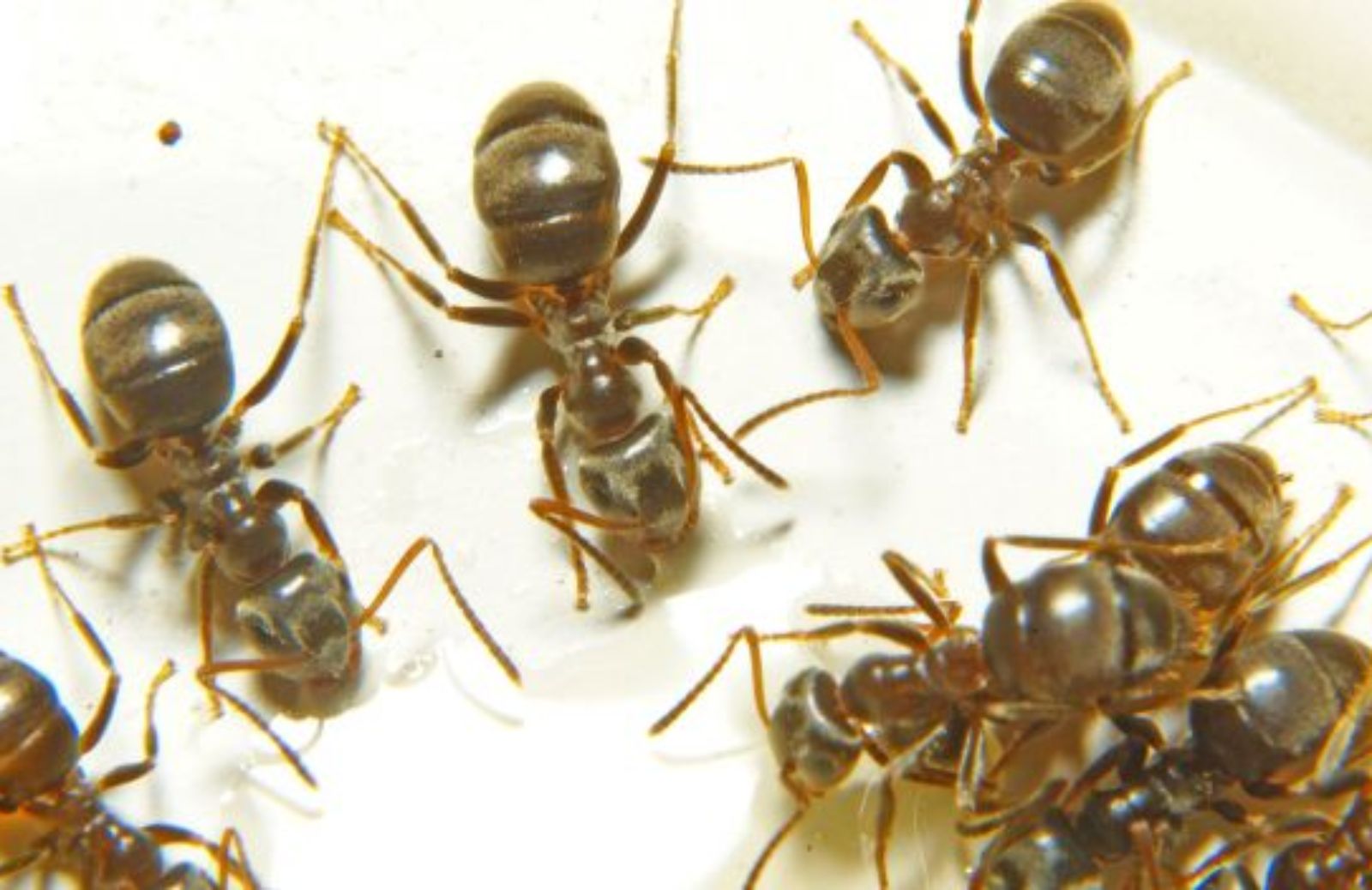 Come fermare l'invasione di formiche con prodotti naturali