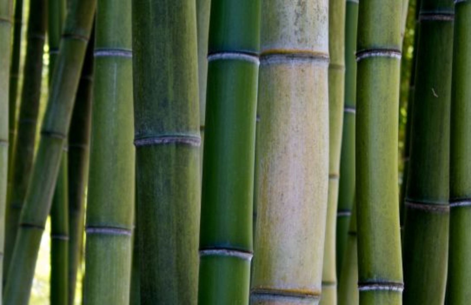 Come scegliere mobili da giardino eco: il bambù