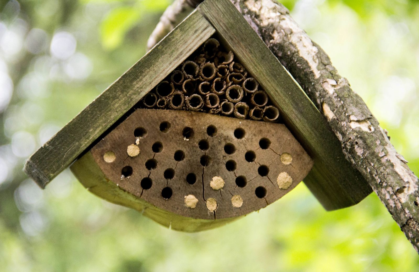 Casetta per api e insetti impollinatori: come (e perché) farla