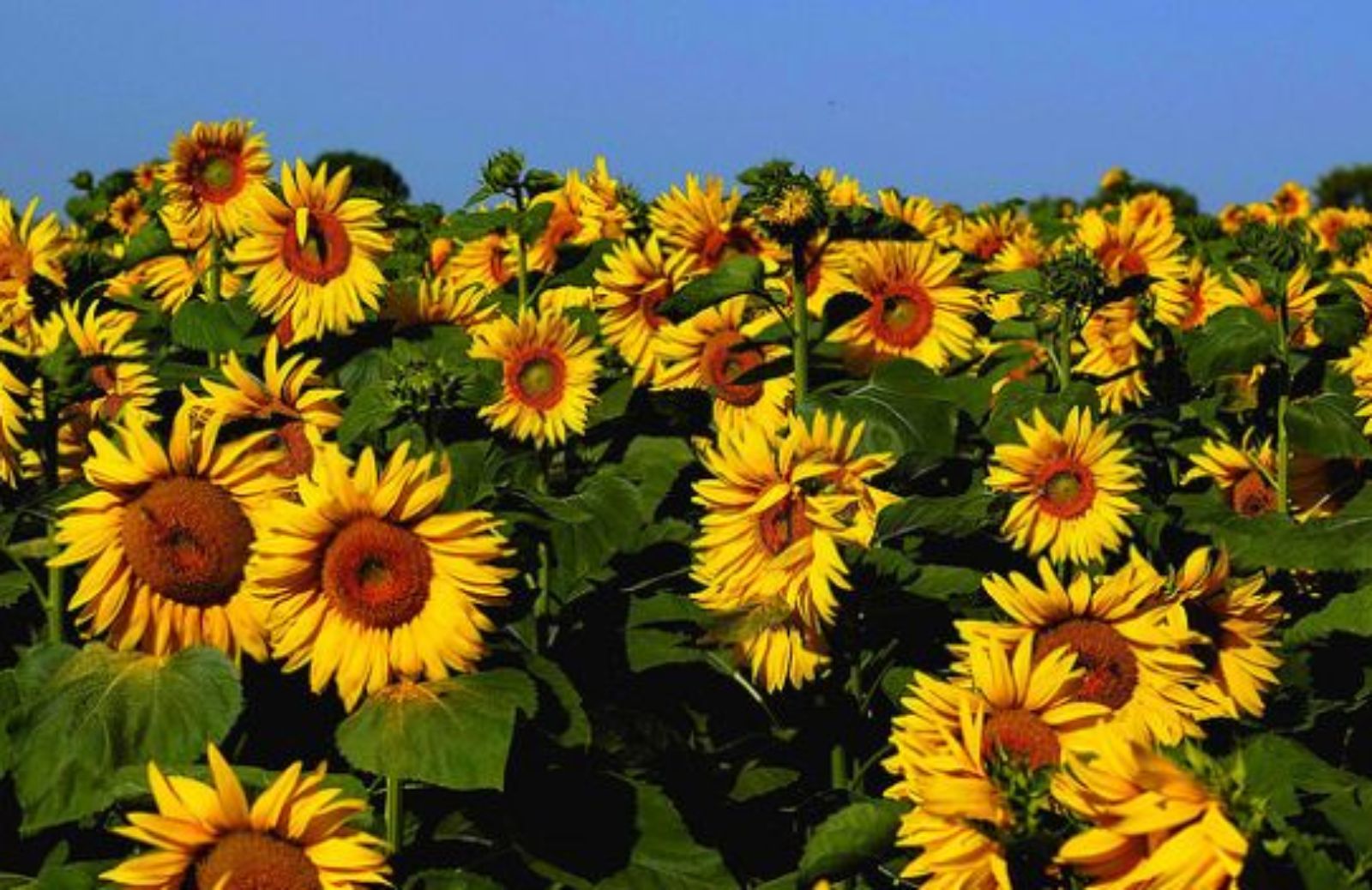 Come festeggiare l’International Sunflower Guerrilla Gardening Day 2013