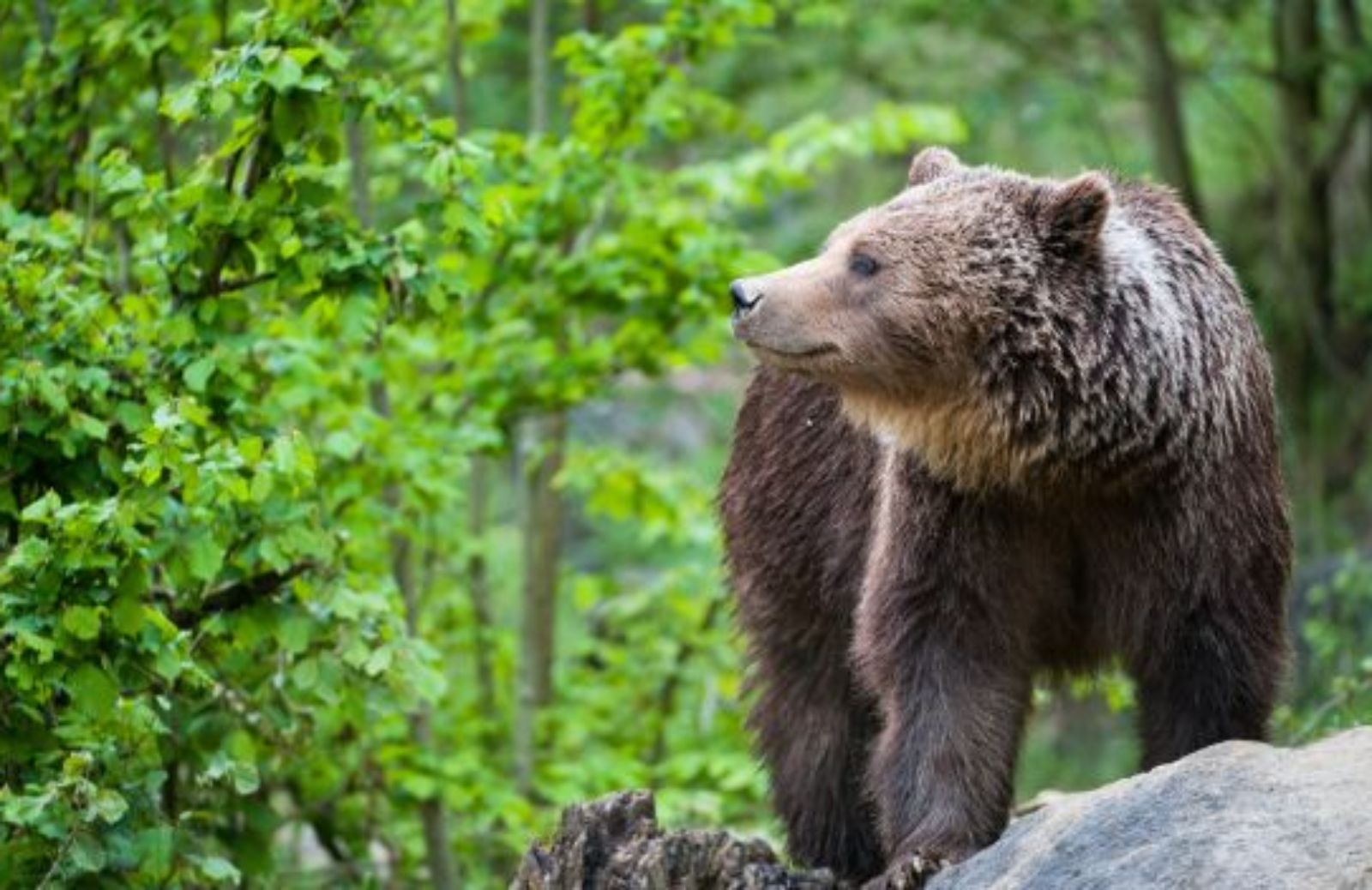 Come salvare le oasi partecipando alla Giornata oasi Wwf