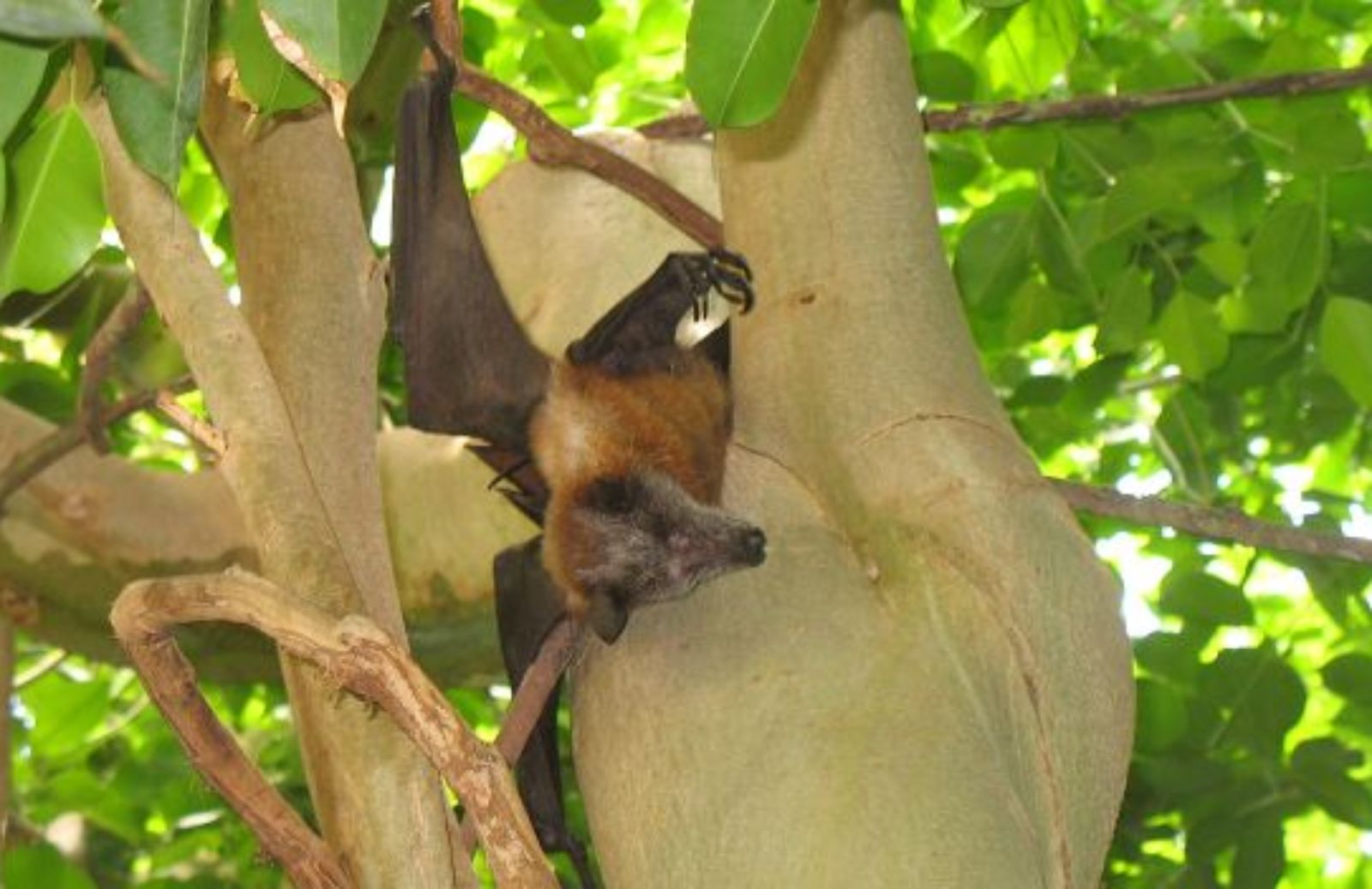 Come si costruisce una bat-box, la casetta per i pipistrelli