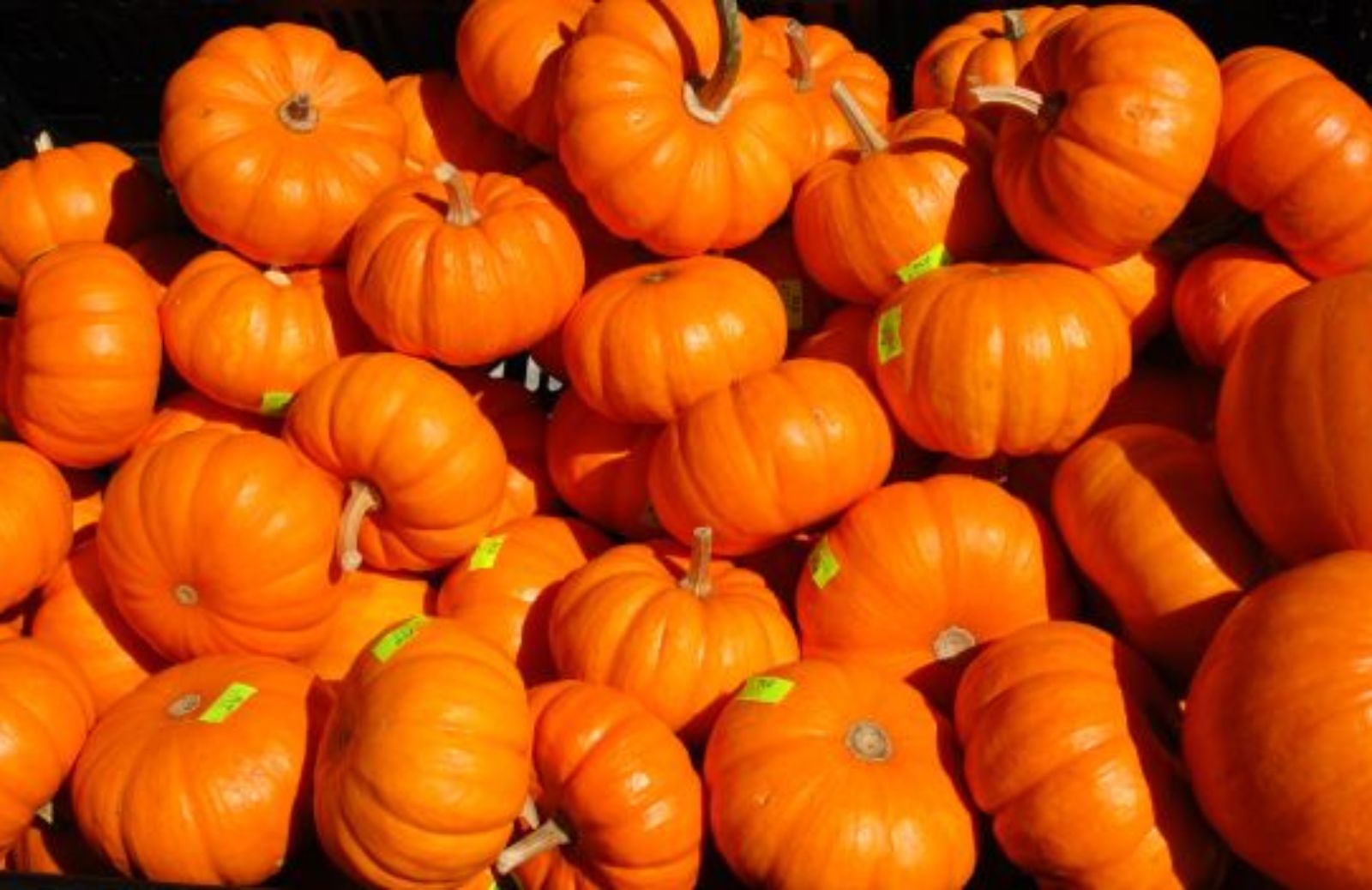 Come travestirsi da un personaggio delle sit-com per Halloween