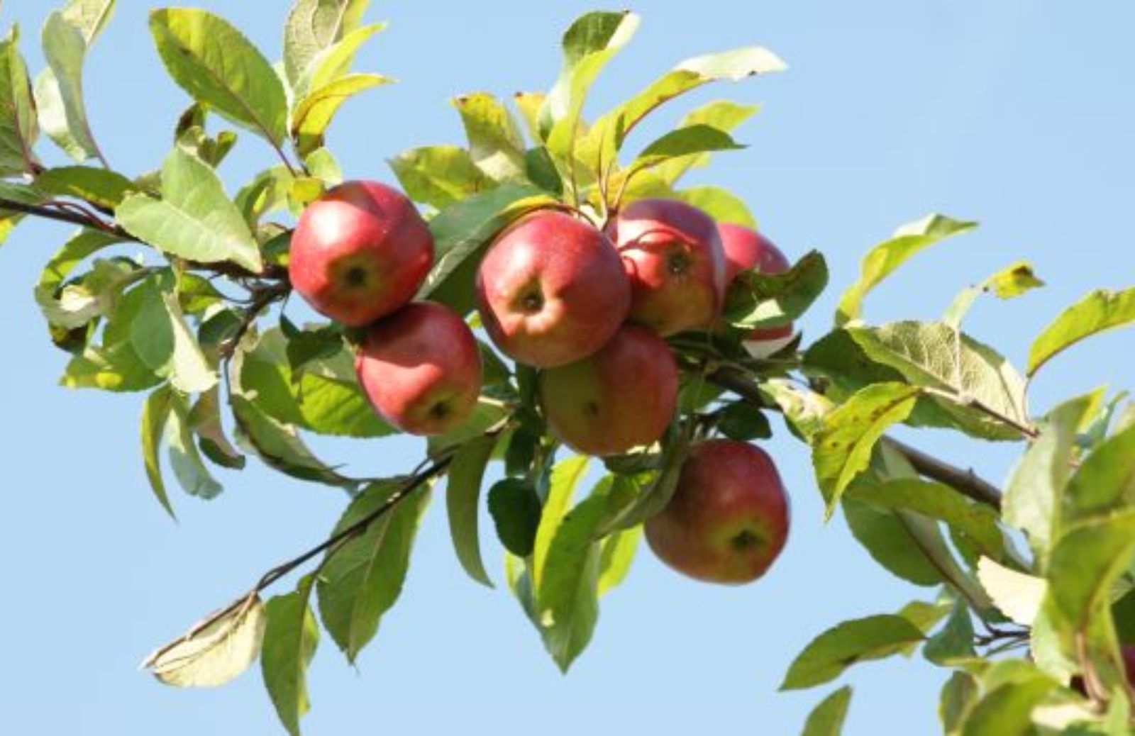 Come orientarsi tra le mele di stagione