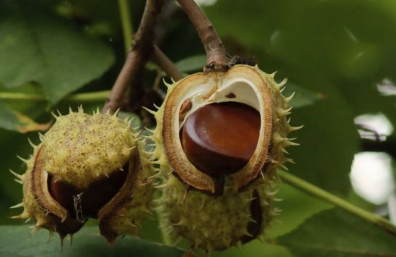 Come scegliere castagne buone e sostenibili