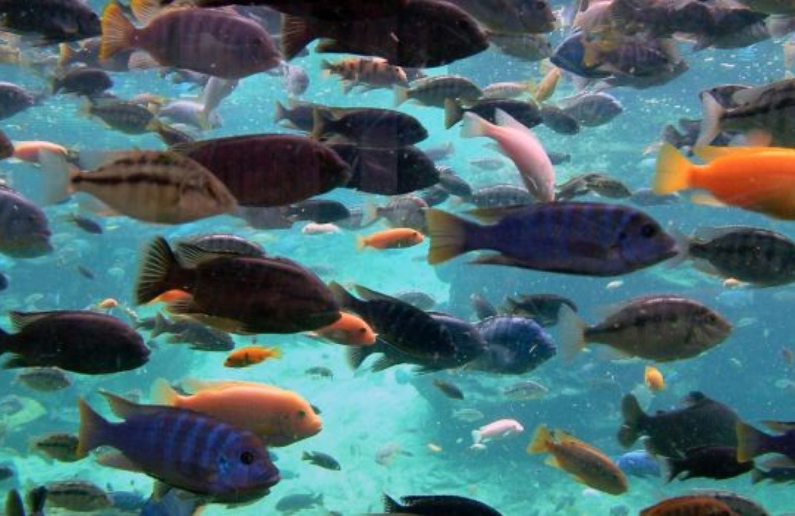 Come scegliere il pesce, ecologico e sicuro